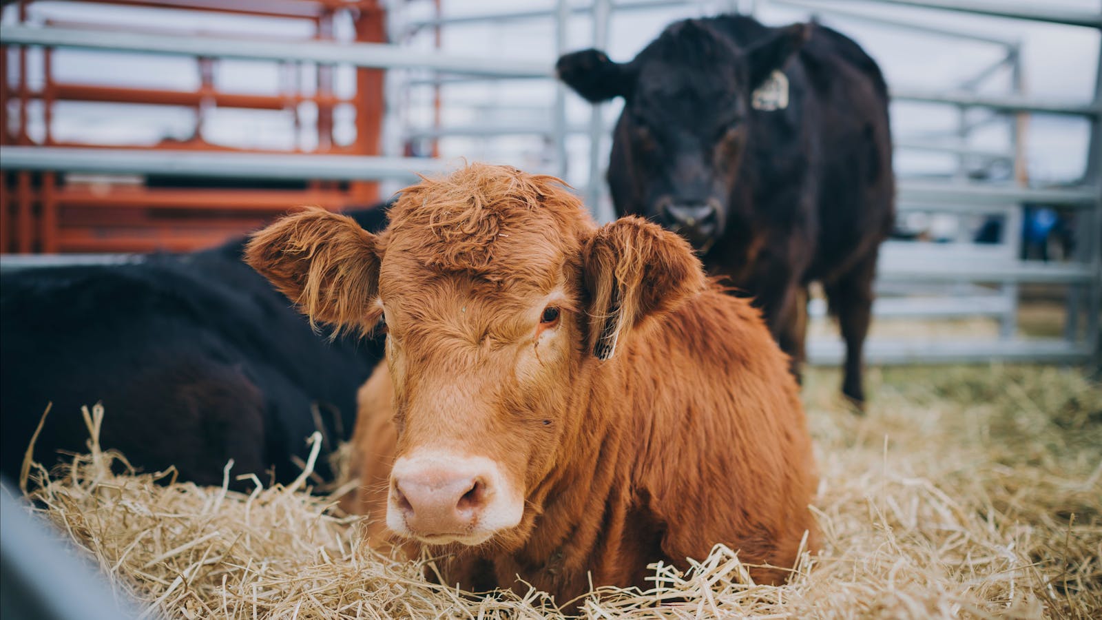 Mudgee Small Farm Field Days