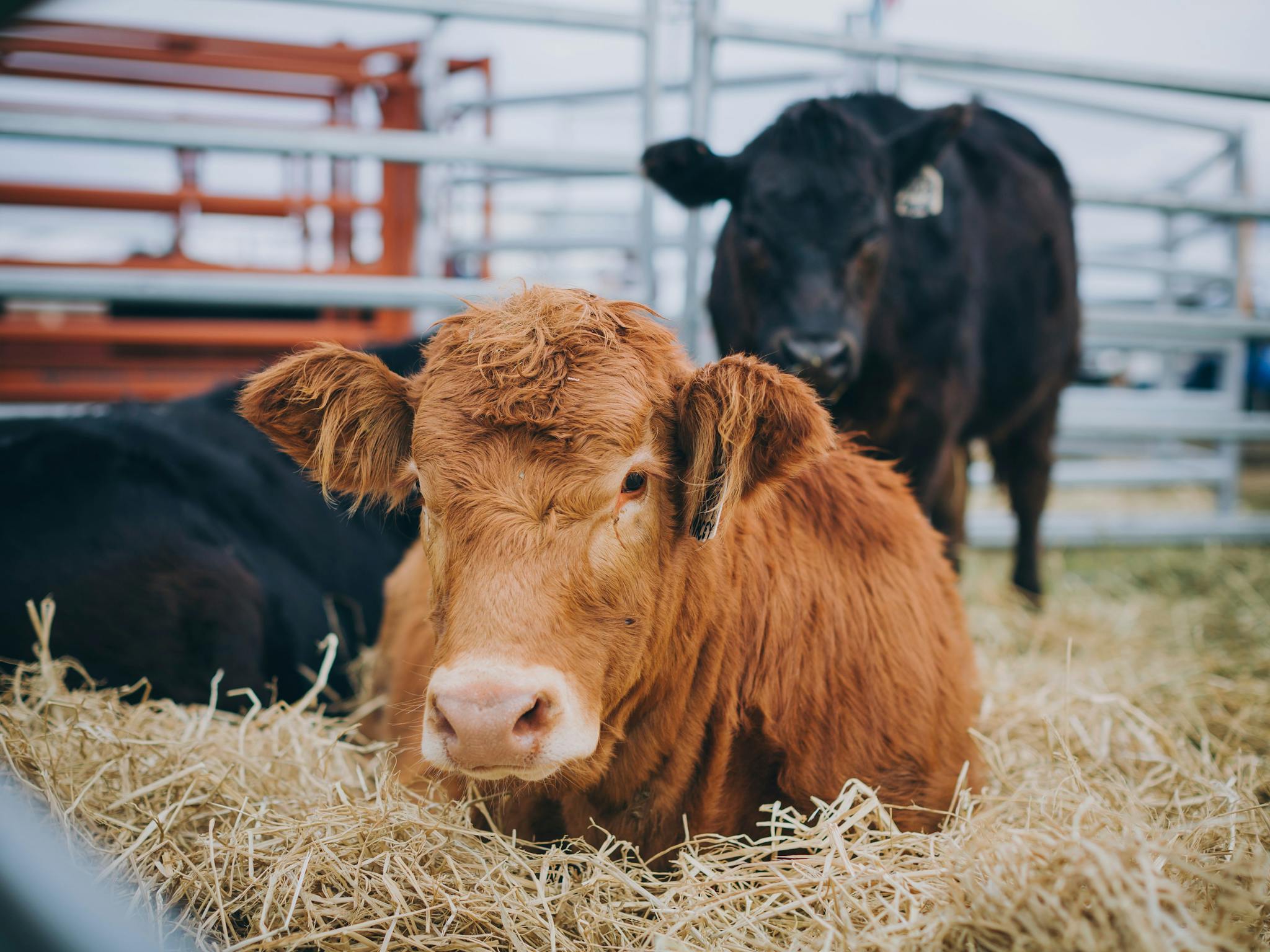 Cow cattle Limousin