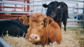 Cow cattle Limousin