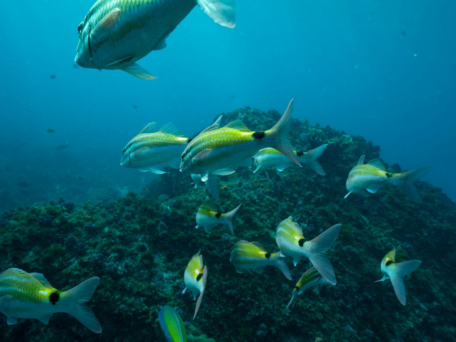 Snorkeling Tour - Julian Rocks Byron Bay | NSW Holidays & Accommodation ...