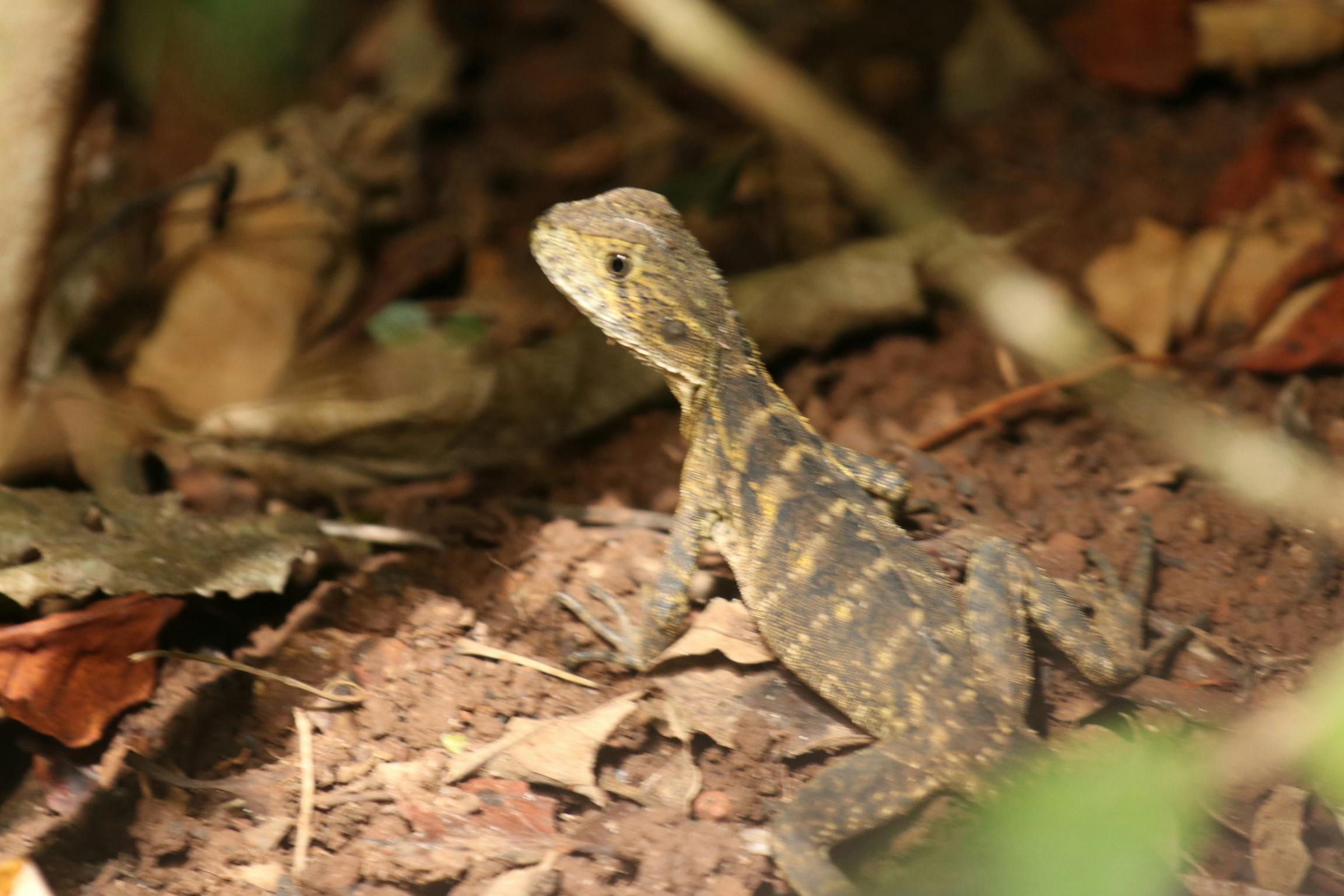 Lizard laying on leaves