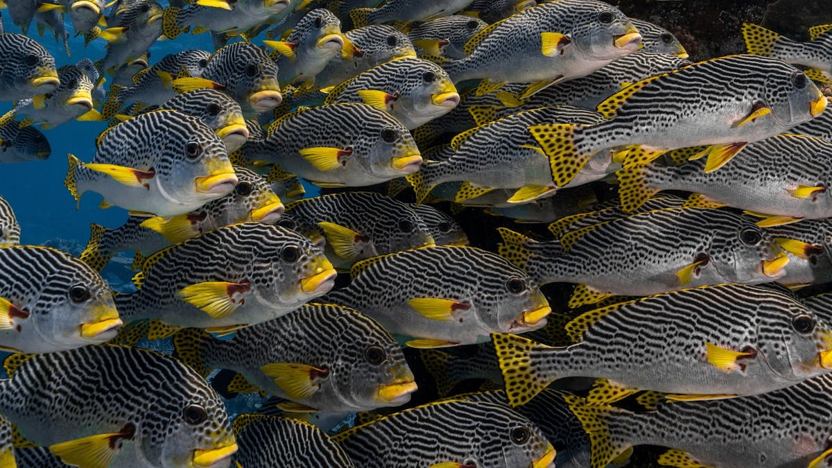 Spirit of Freedom Sweetlips
