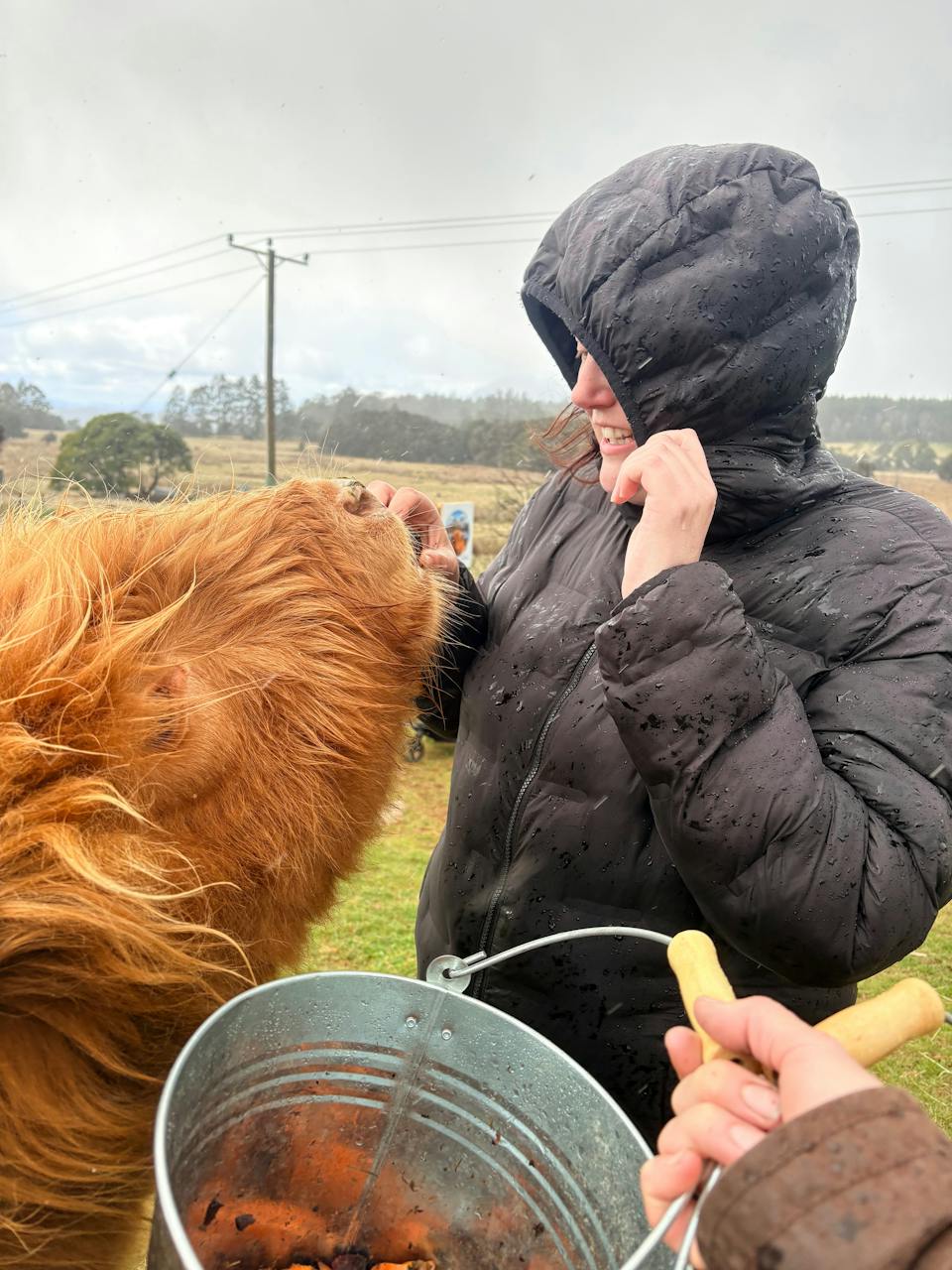 Cradle Mountain Highlands - Highland Cow Experience photo