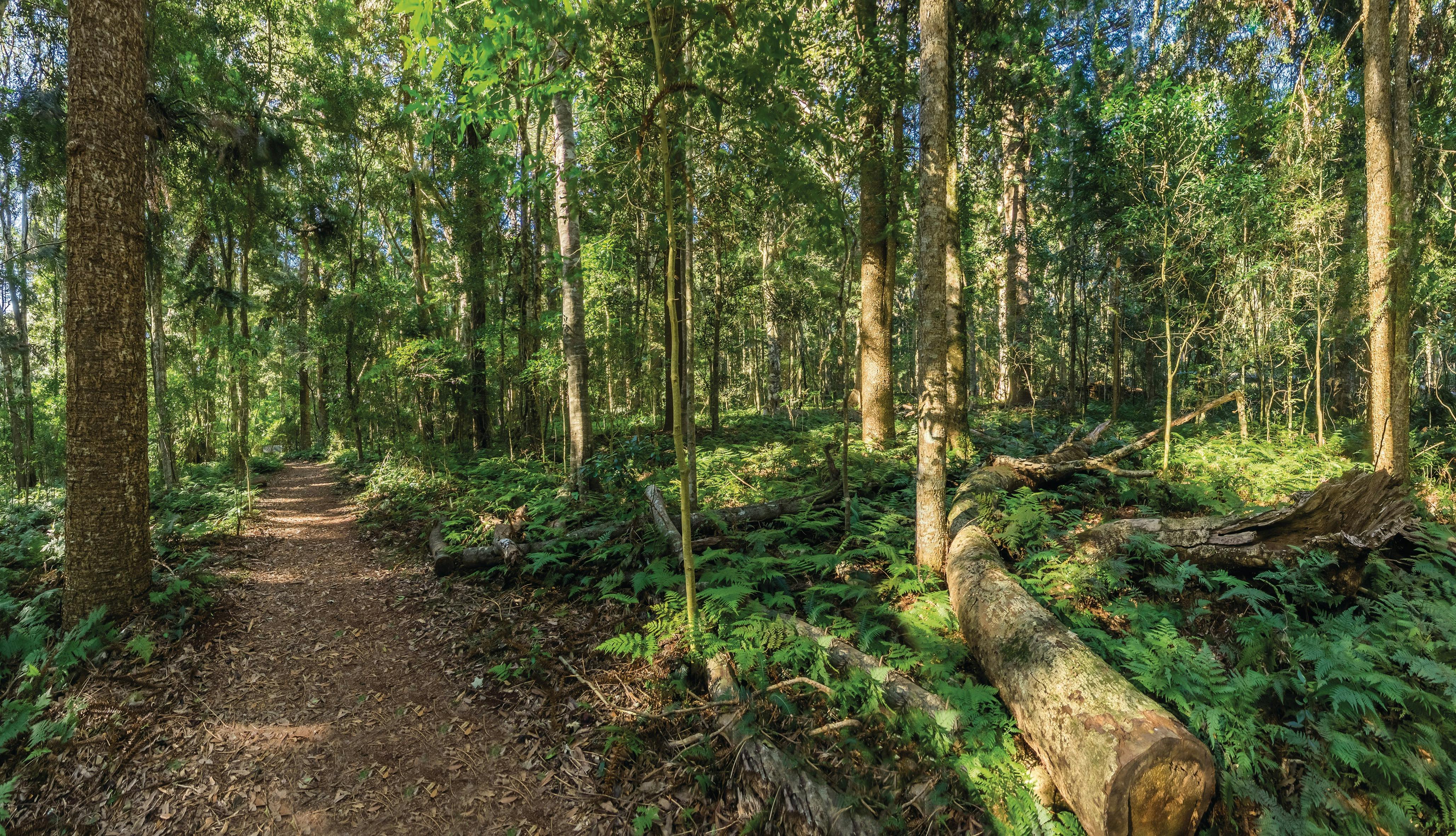 Bunya Mountains