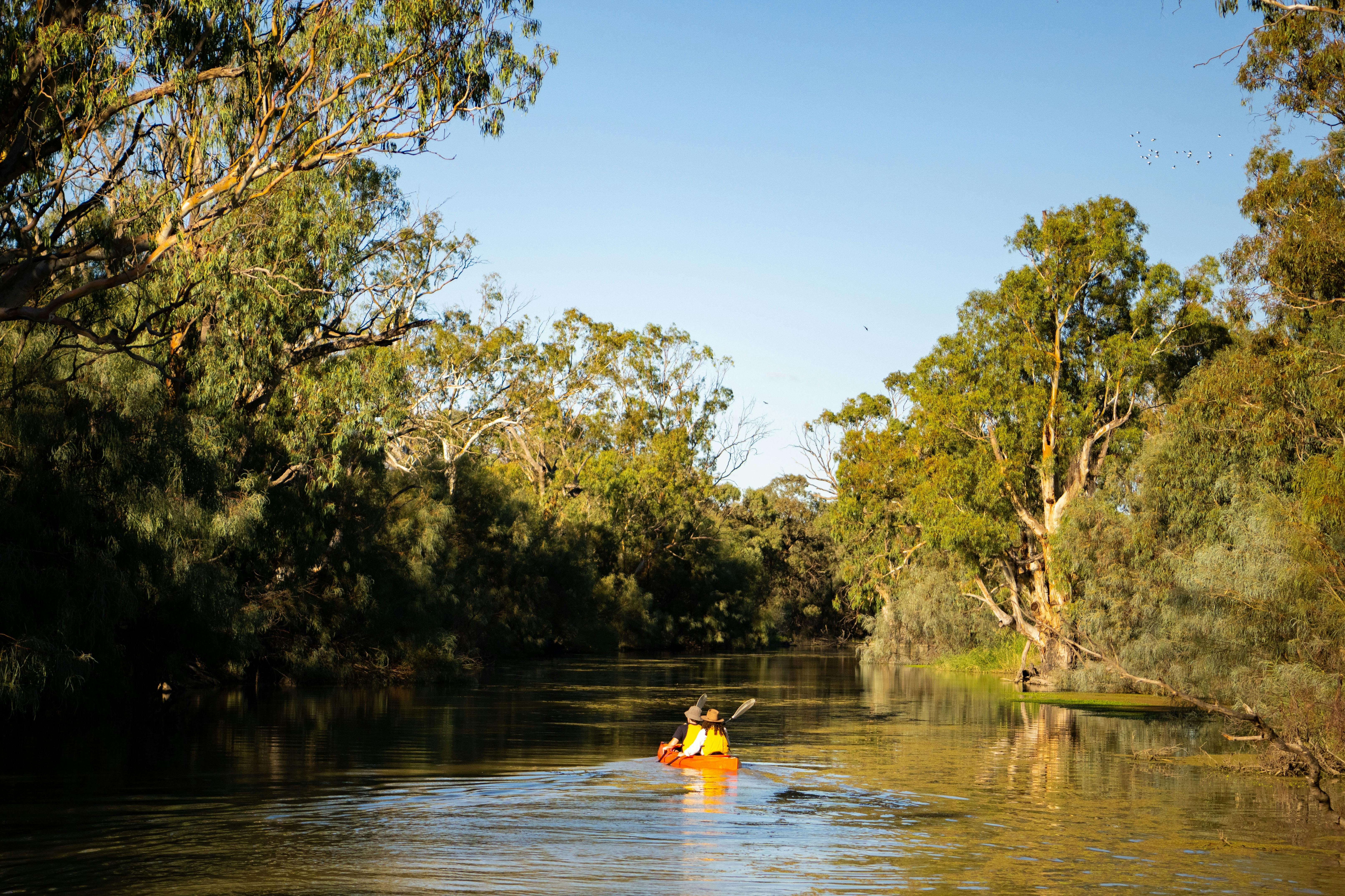 A canoe paddles along a creek on the Murray River
