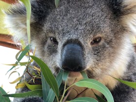 a koala eating gum leaves