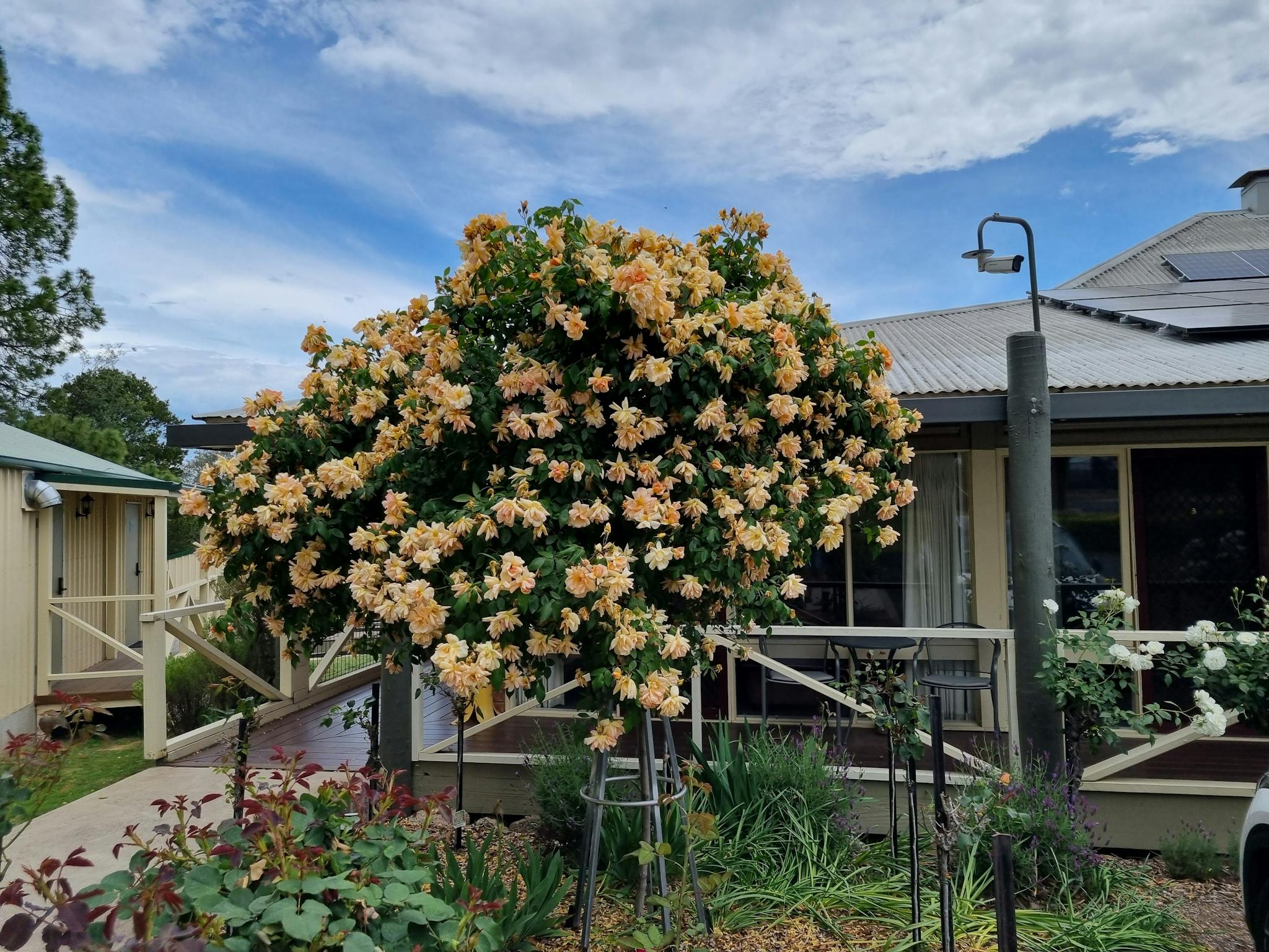 Rose Garden