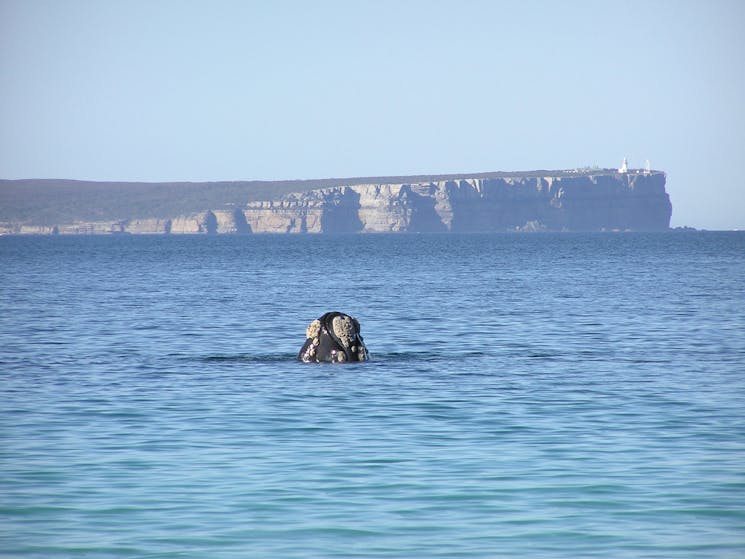 Whale