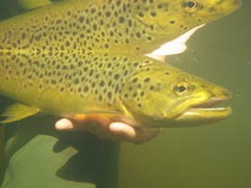 Ist ever on dry fly
