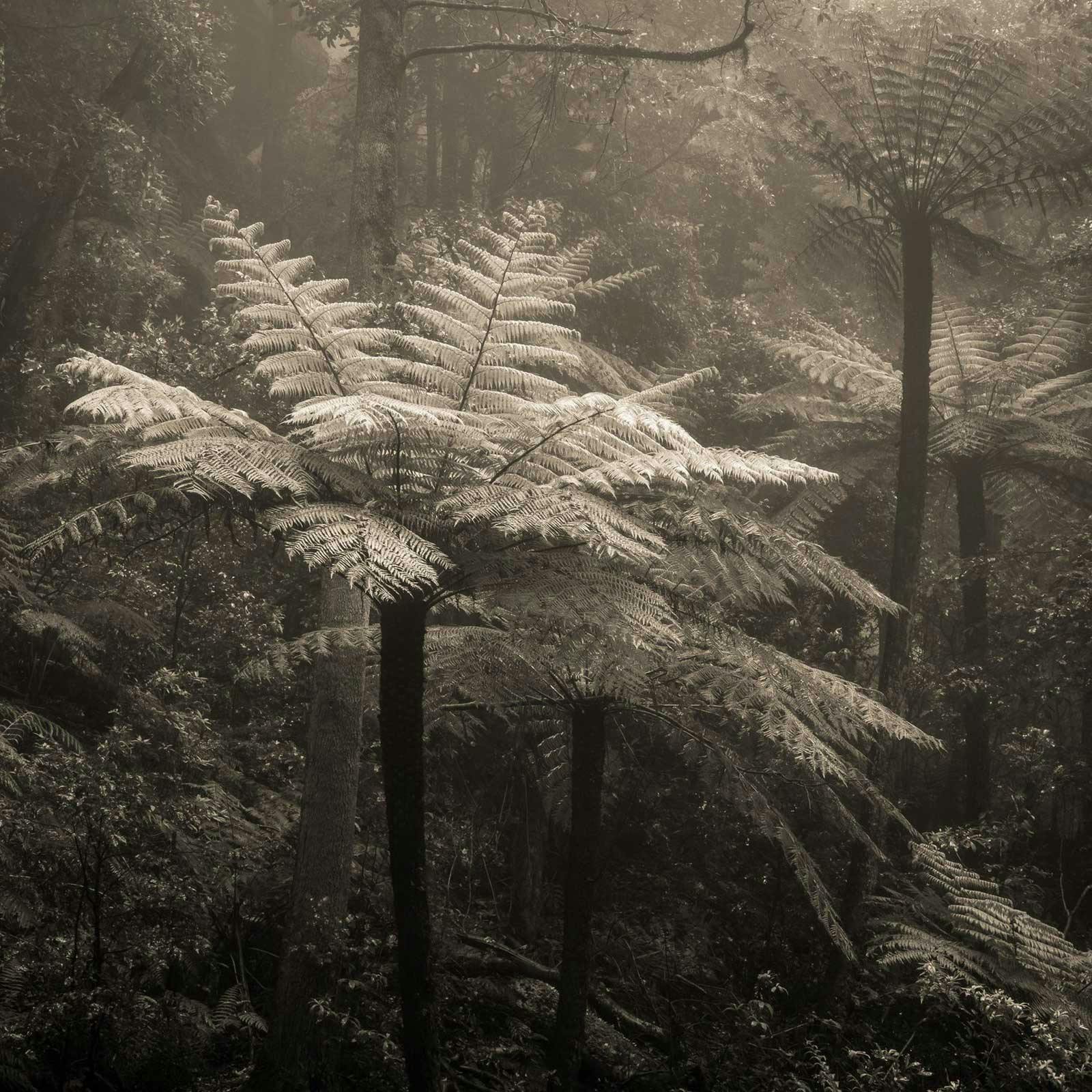 sepia photograph of a tree fern in the Blue Mountains