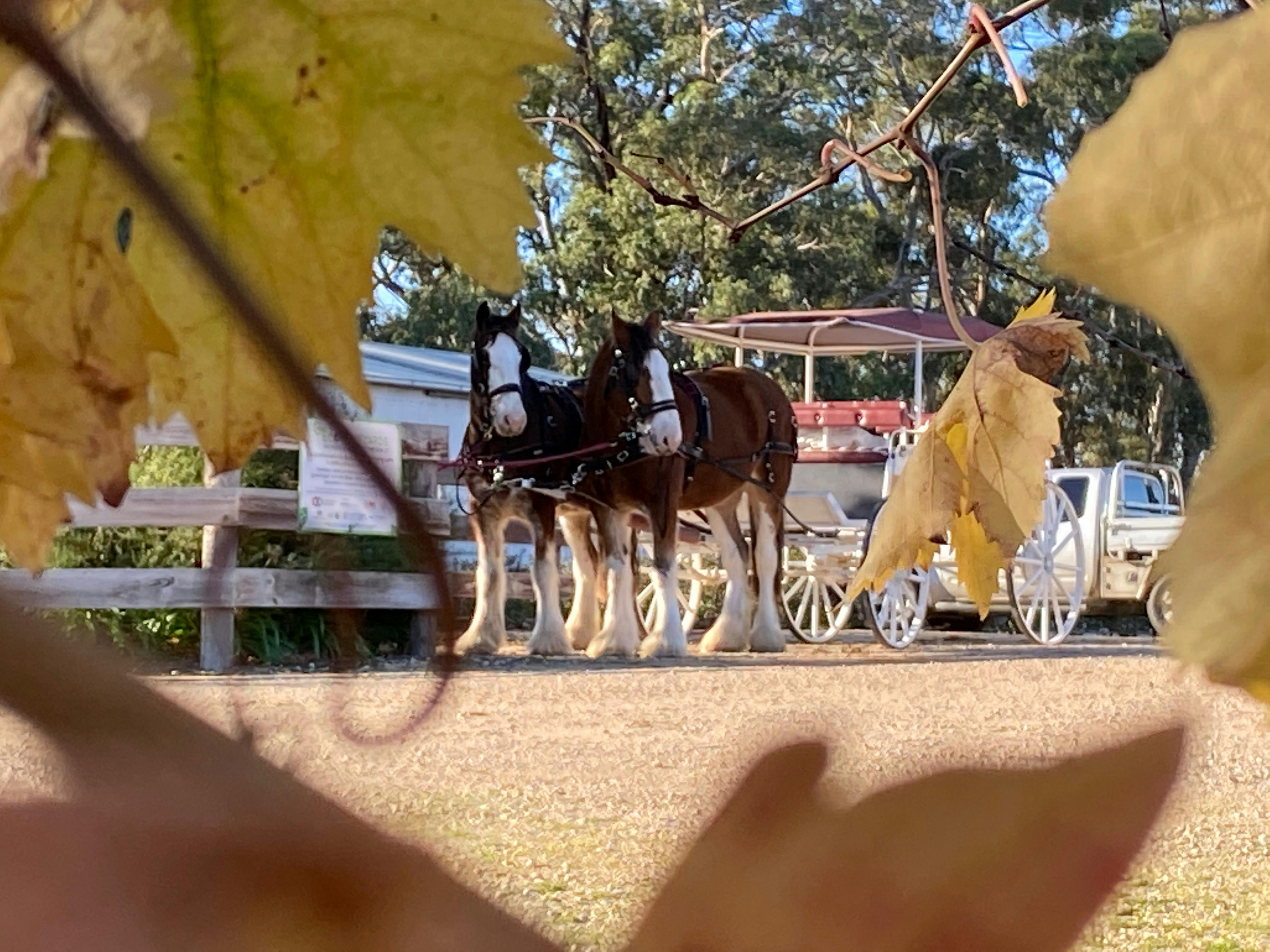 horses waiting in the vines