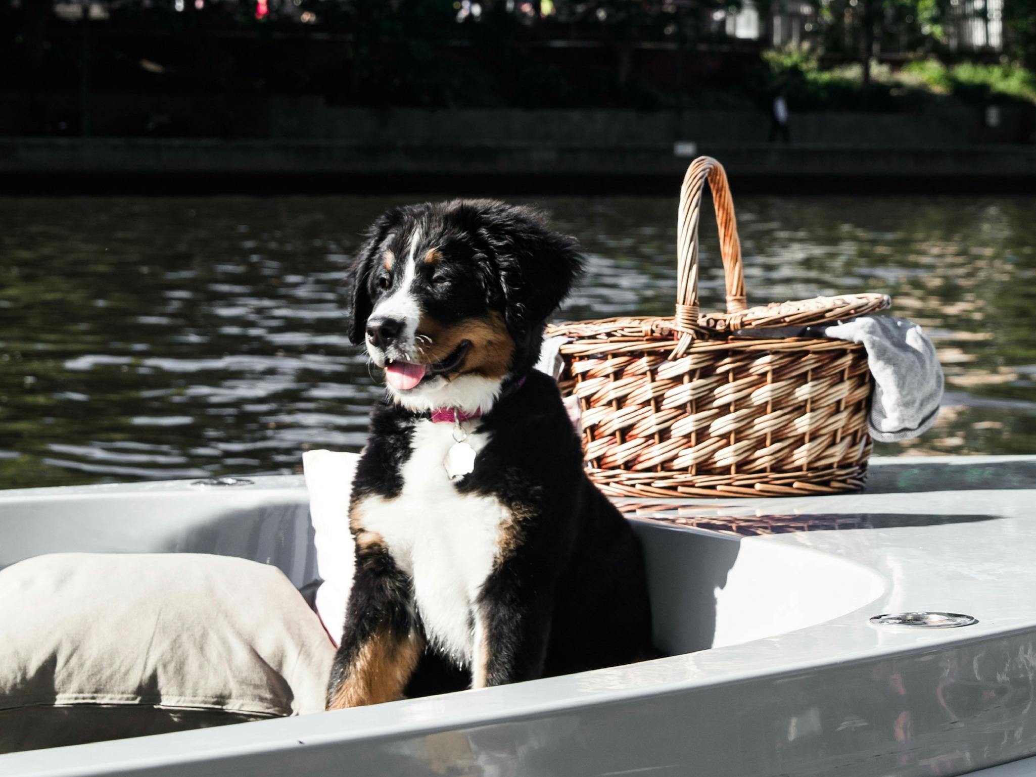 GoBoat is dog friendly, meaning your puppy can come on your picnic!
