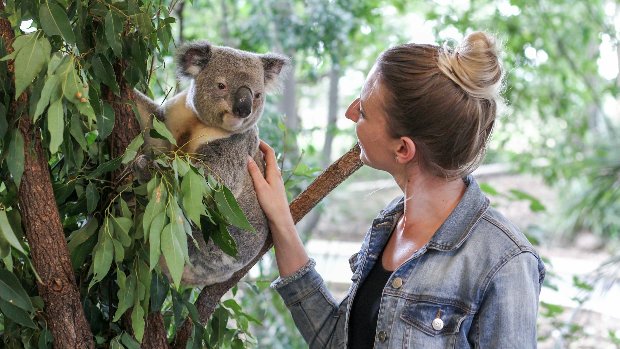 Touch a koala