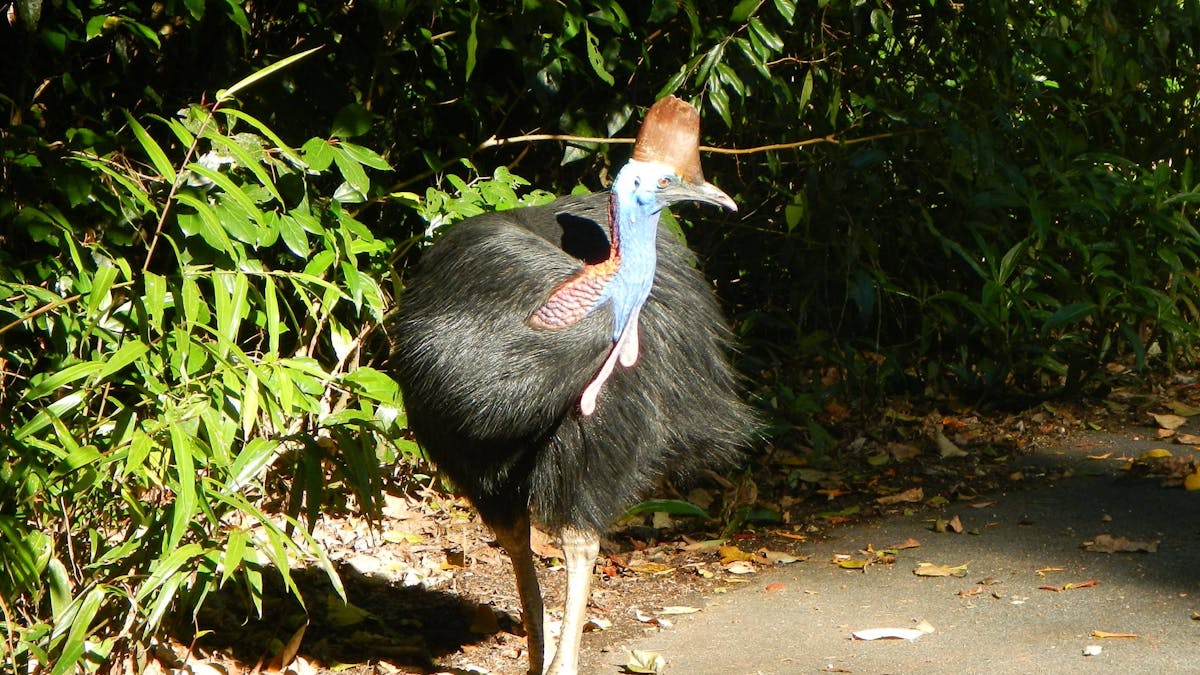 Cassowary at Cape Tribulation