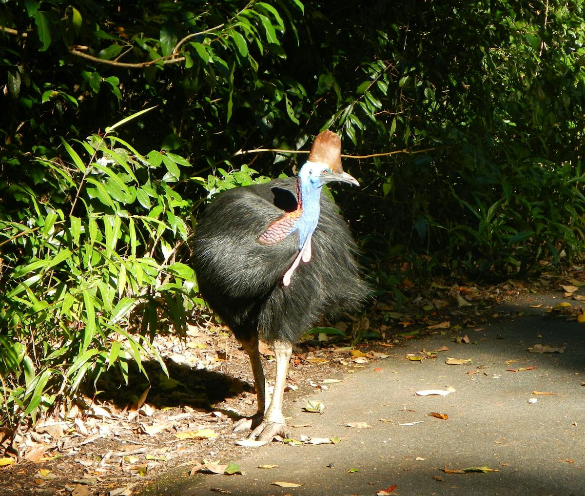 Cassowary at Cape Tribulation