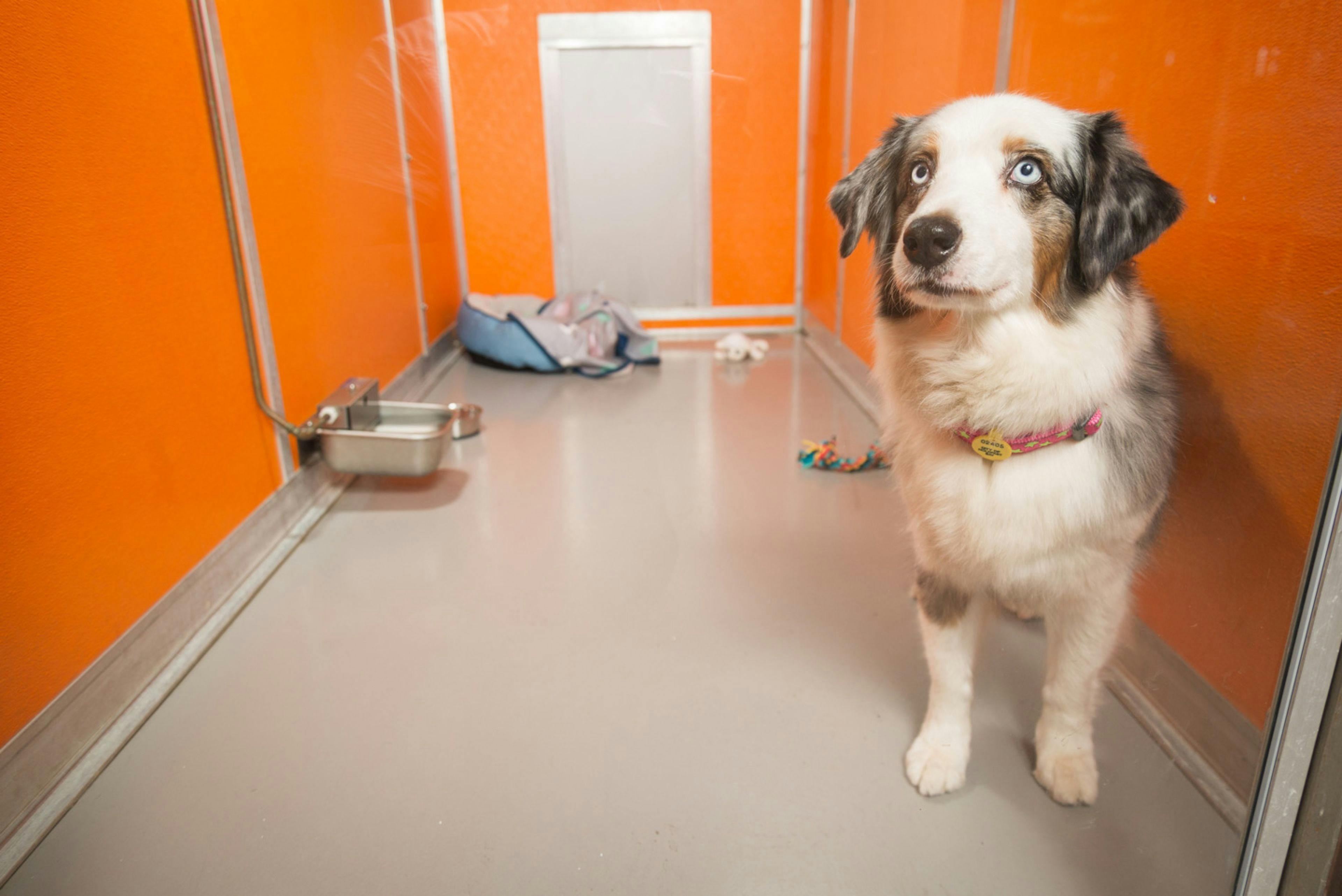 Classic Suites: Comfortable boarding for your best friend.