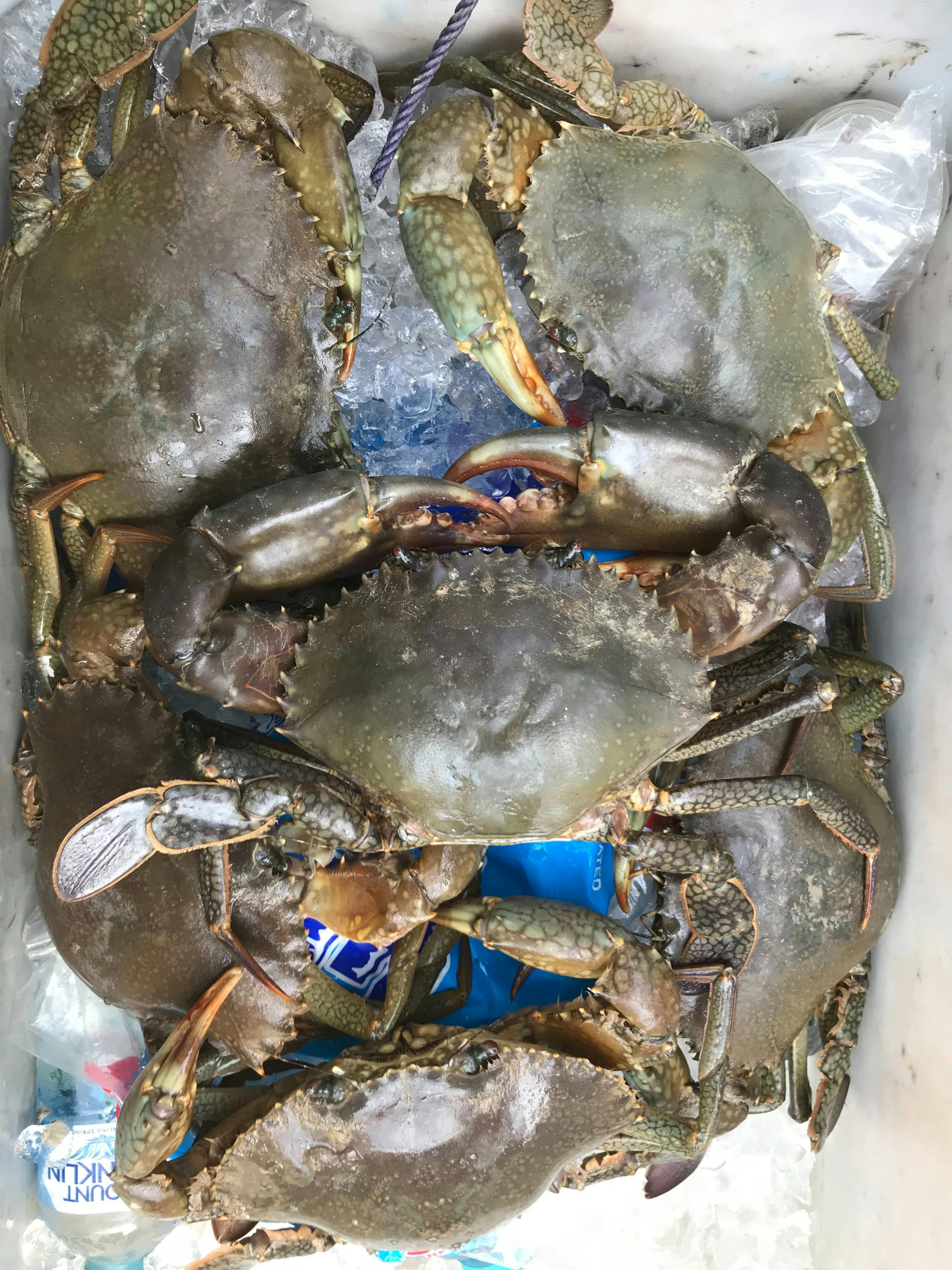 Darwin Harbour Mud Crab Tours
