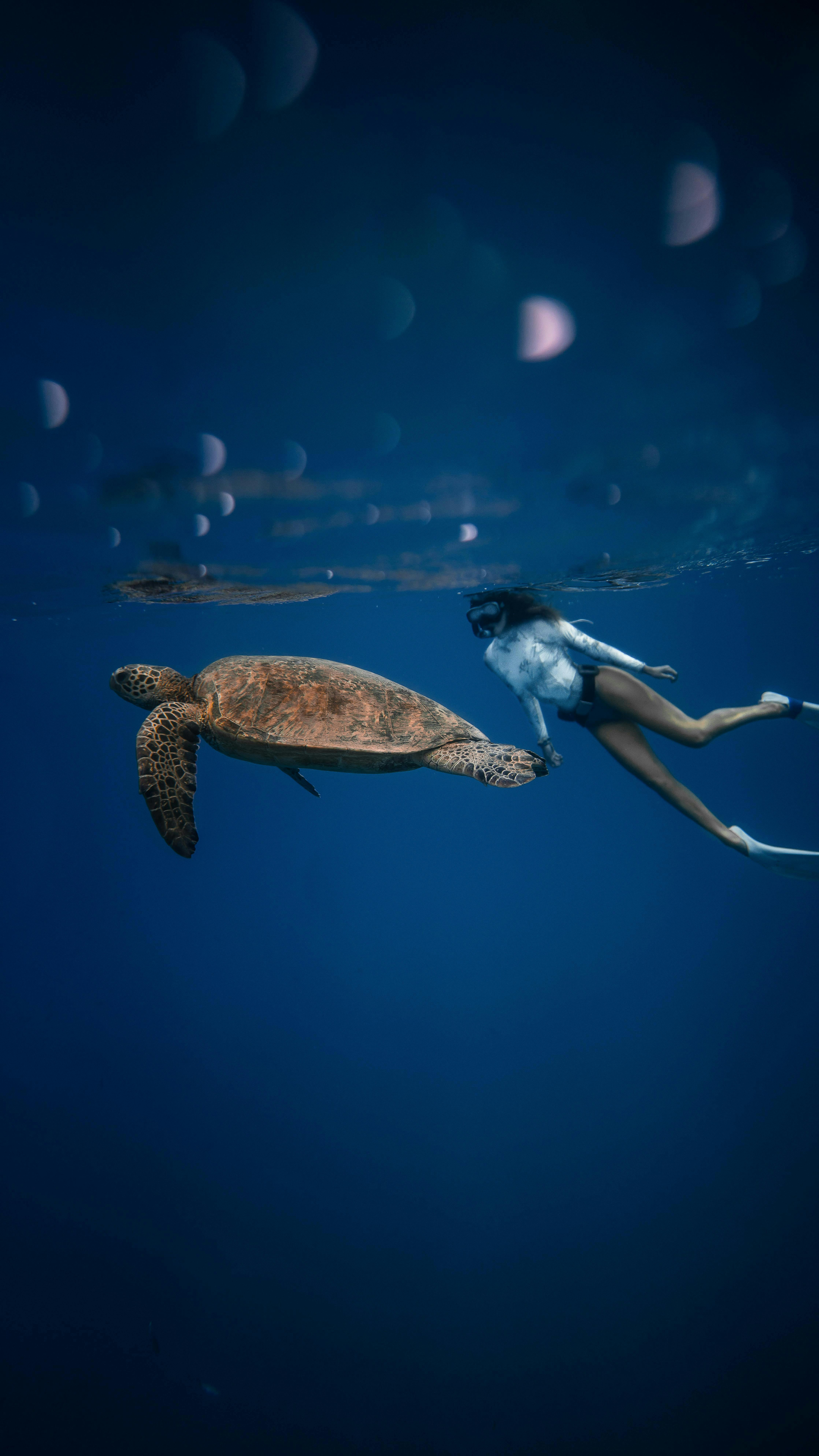 Autumn Turtle Escape | Snorkel with 15% discount