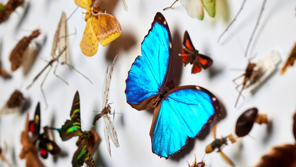 Insect Agency Curator Tours