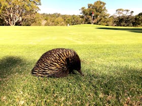 Echidna on course