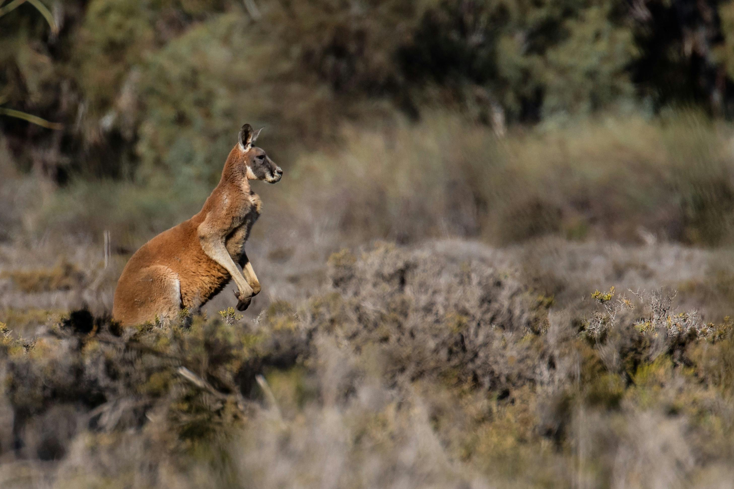 Quentin Red Kangaroo