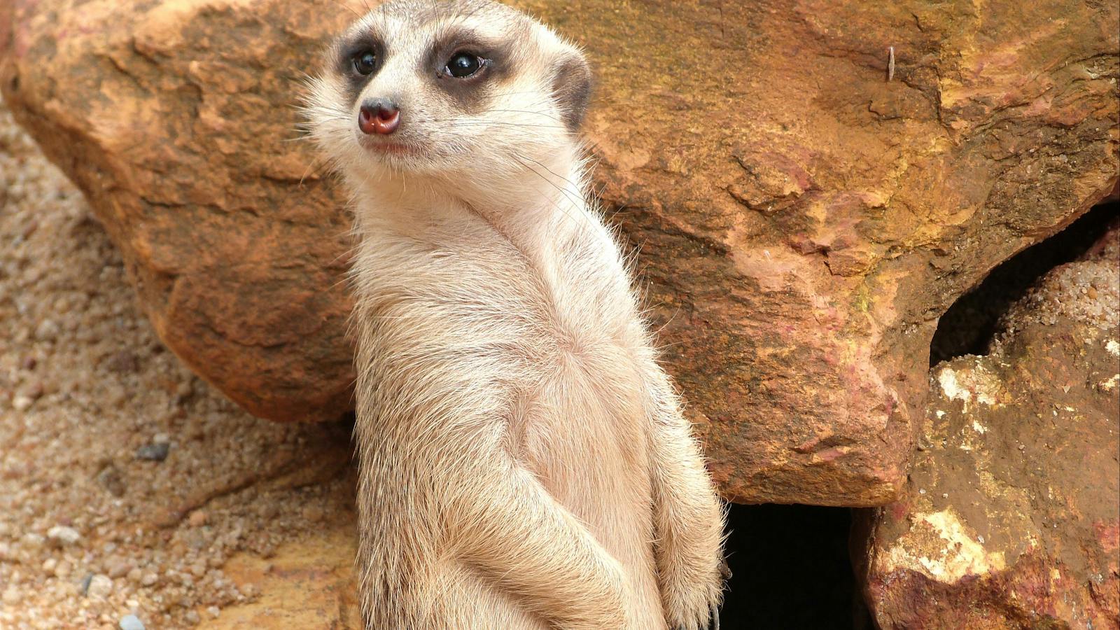 meerkat