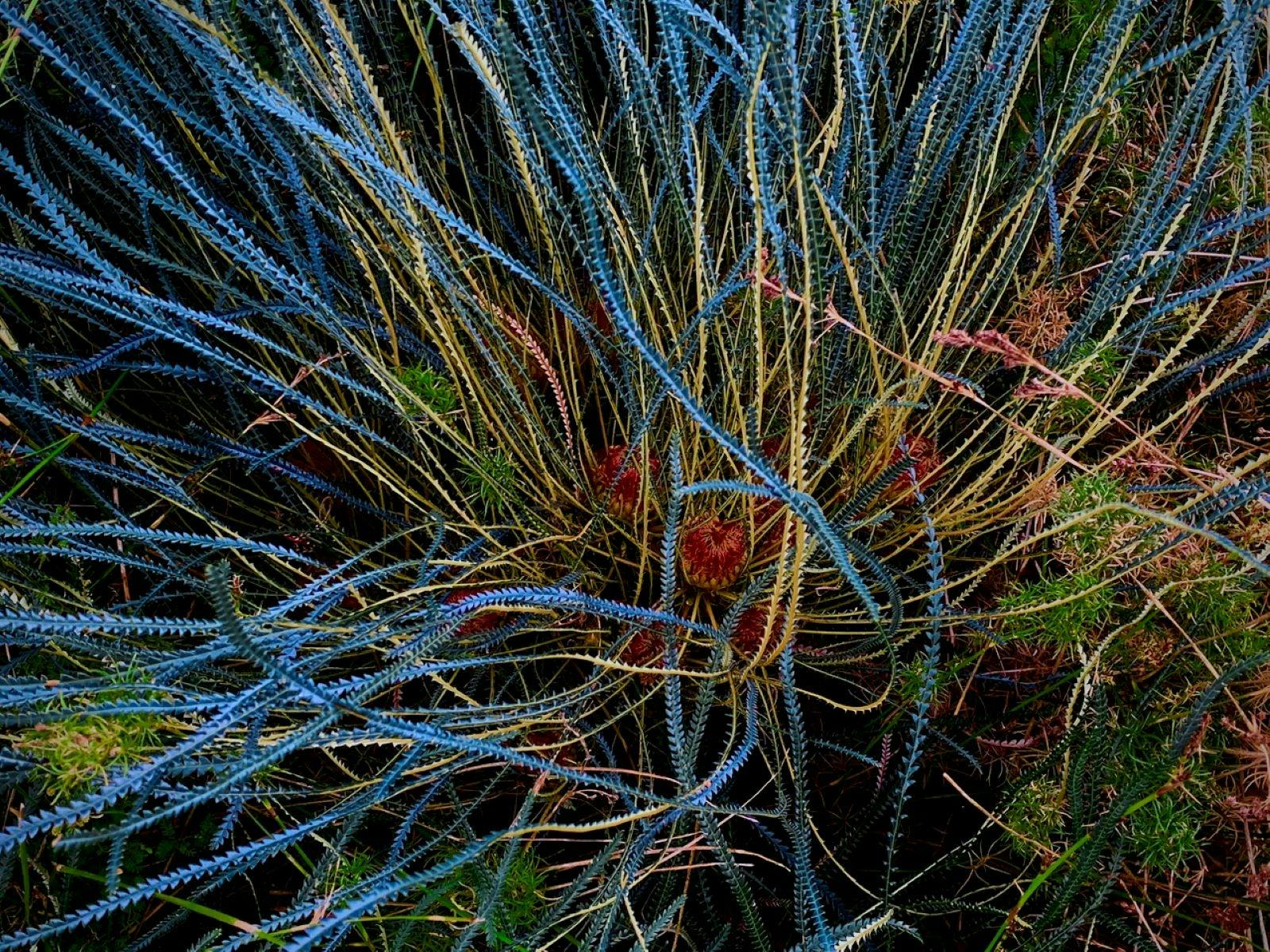 Wildflowers