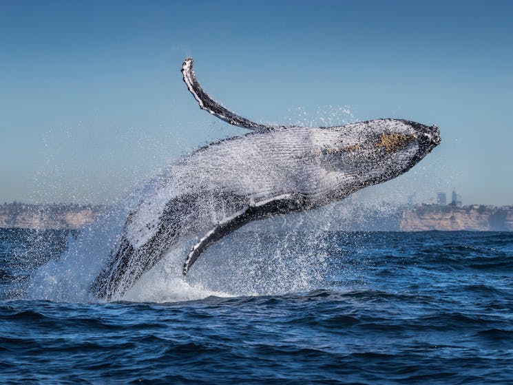 Go Whale Watching - Sydney