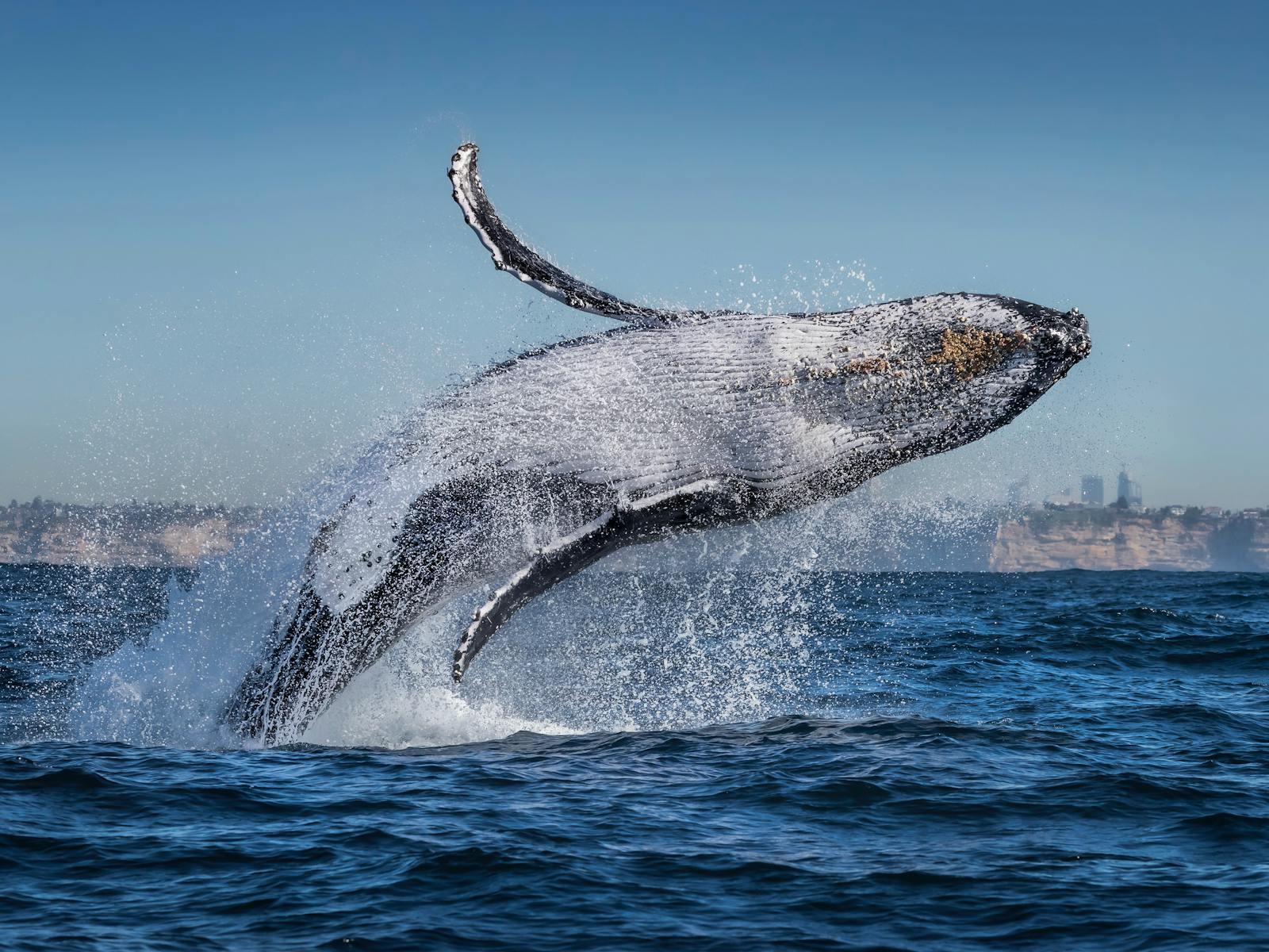 Go Whale Watching - Sydney