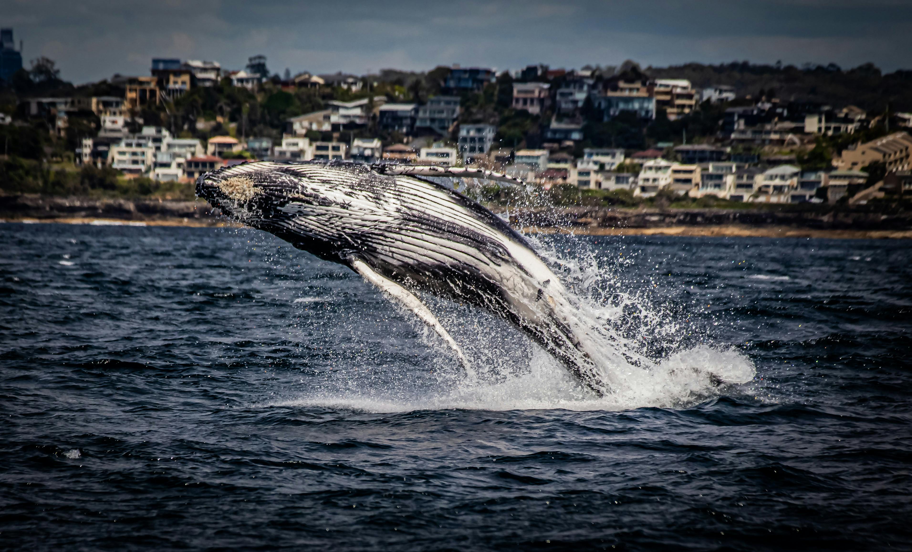 Sydney Whale Whisperer