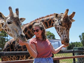 Woman feeding 2 giraffes with her hands during an encounter at the National Zoo and Aquarium