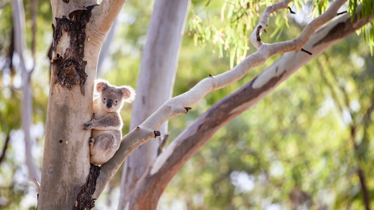Koala, wild life, nature