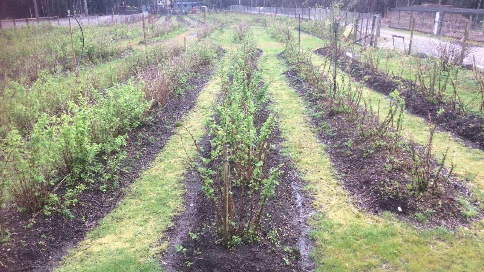 Raspberry field