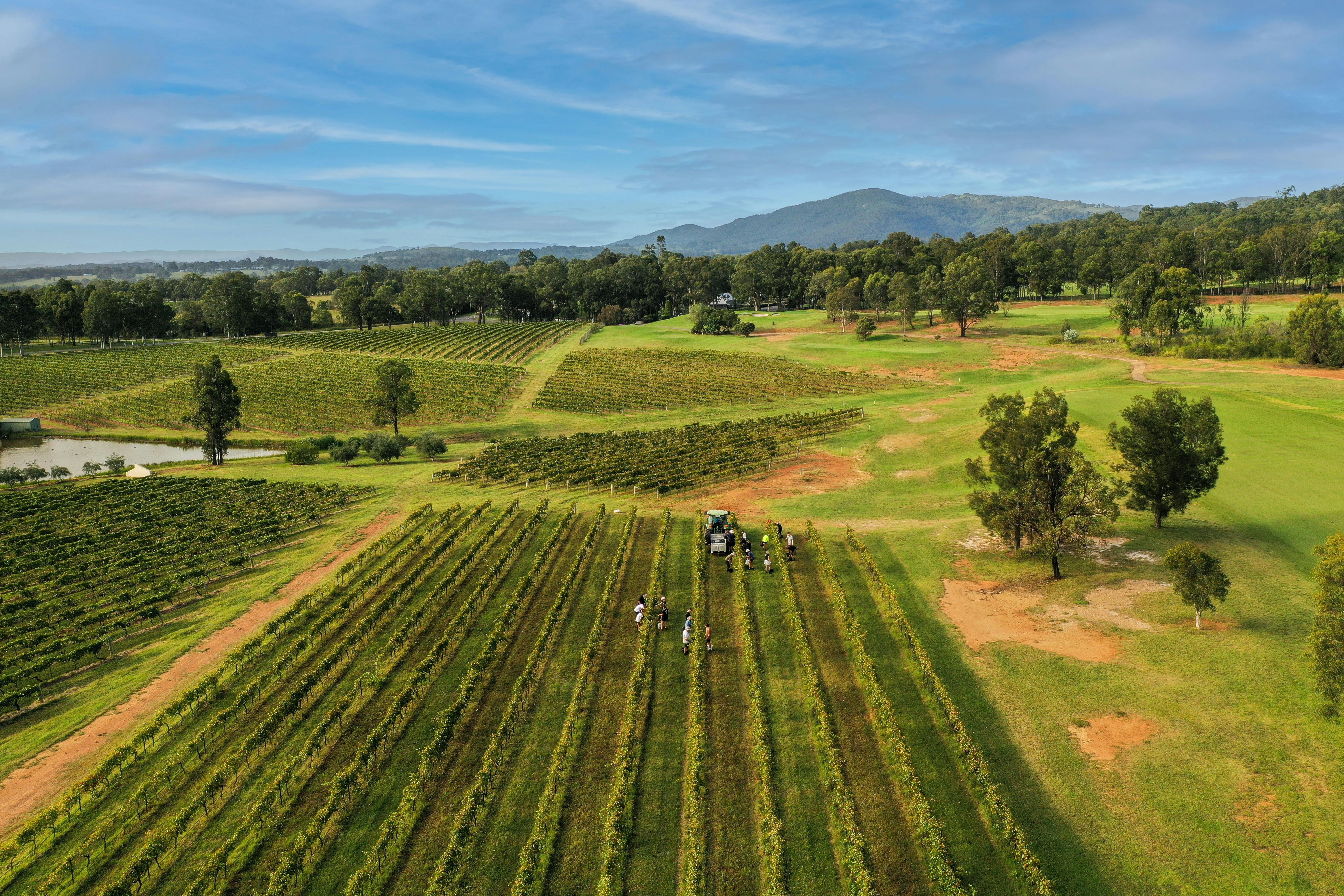 Hunter Valley Wine Grape Harvest Image