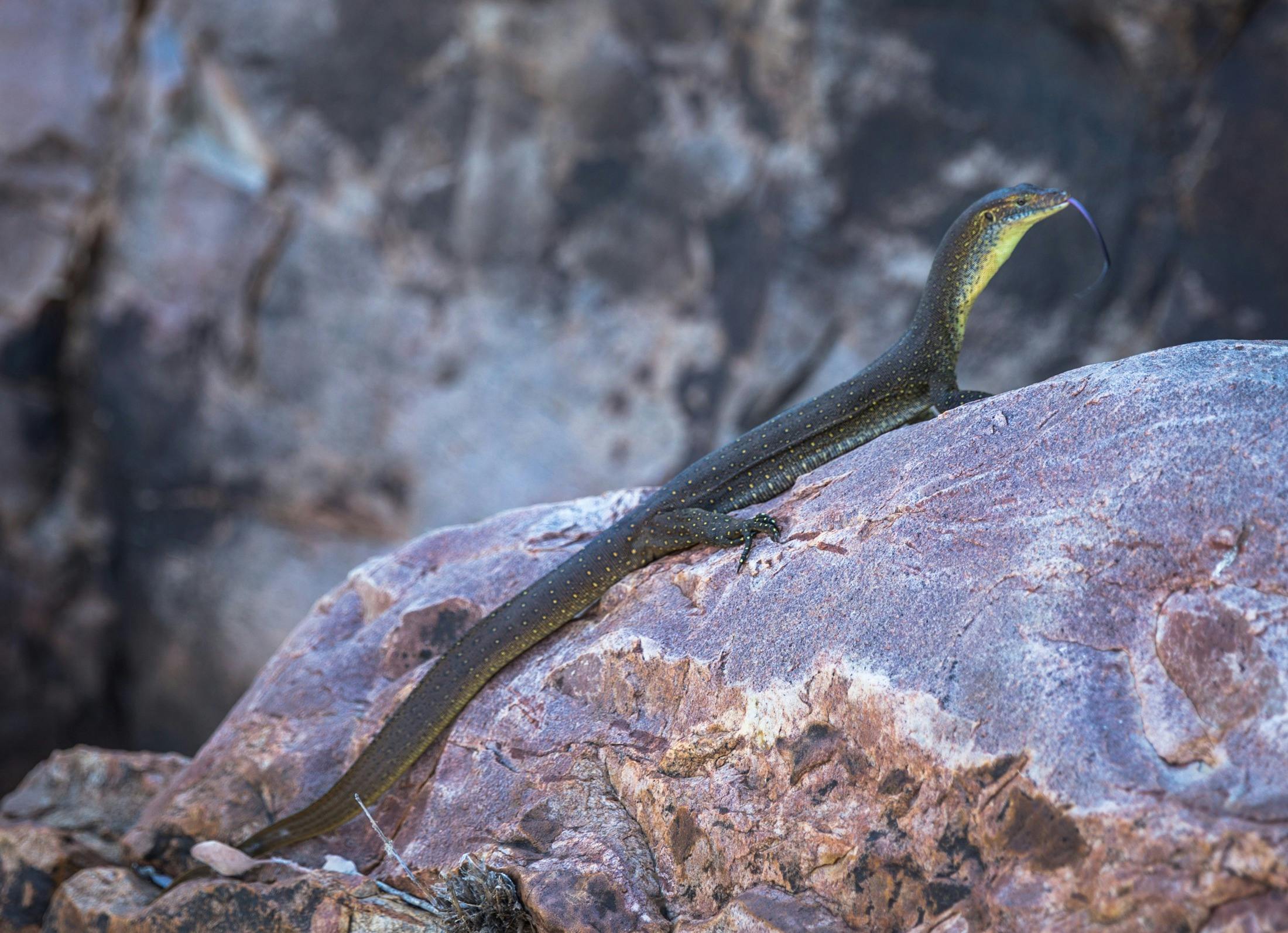 Mertens water monitor