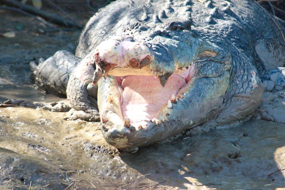 Full Day Wildlife Tour From Darwin on the Adelaide River