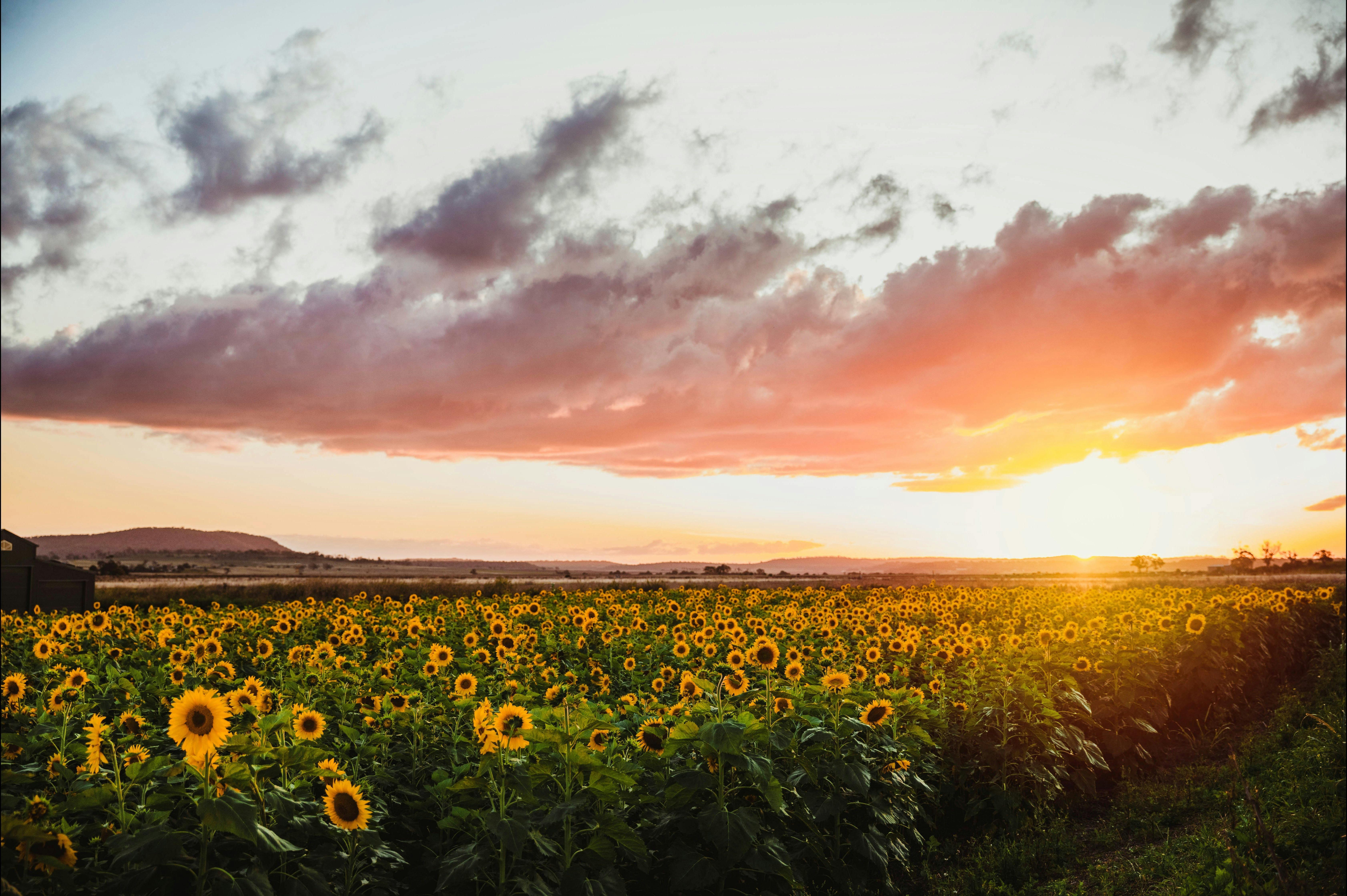 Sunflowers