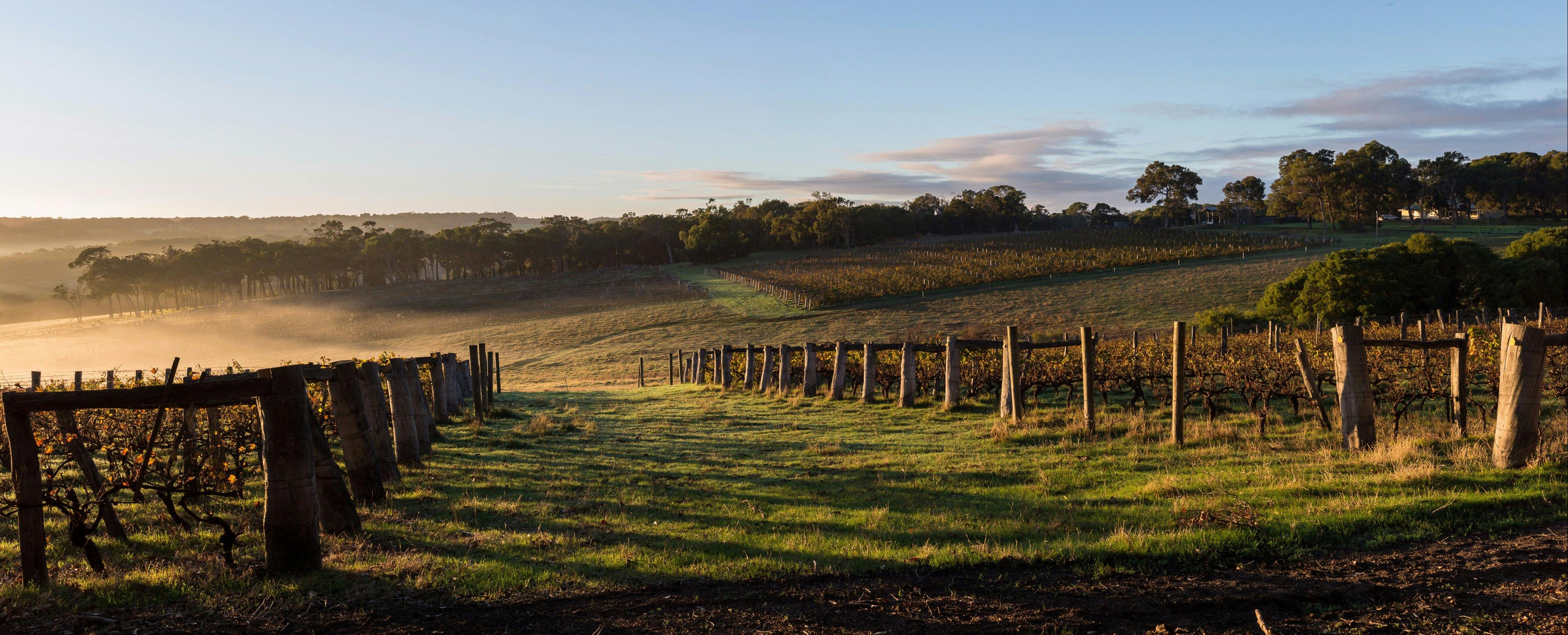Early morning vineyard scape