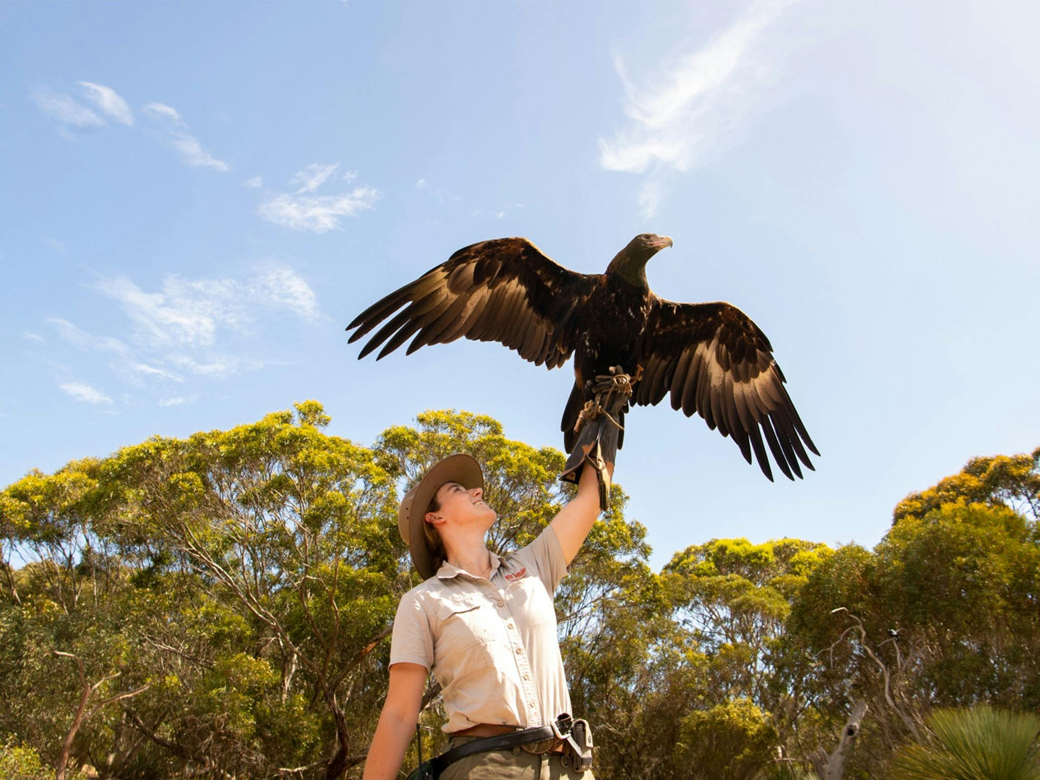 A Raptor Domain worker holds a Wedge Tailed Eagle