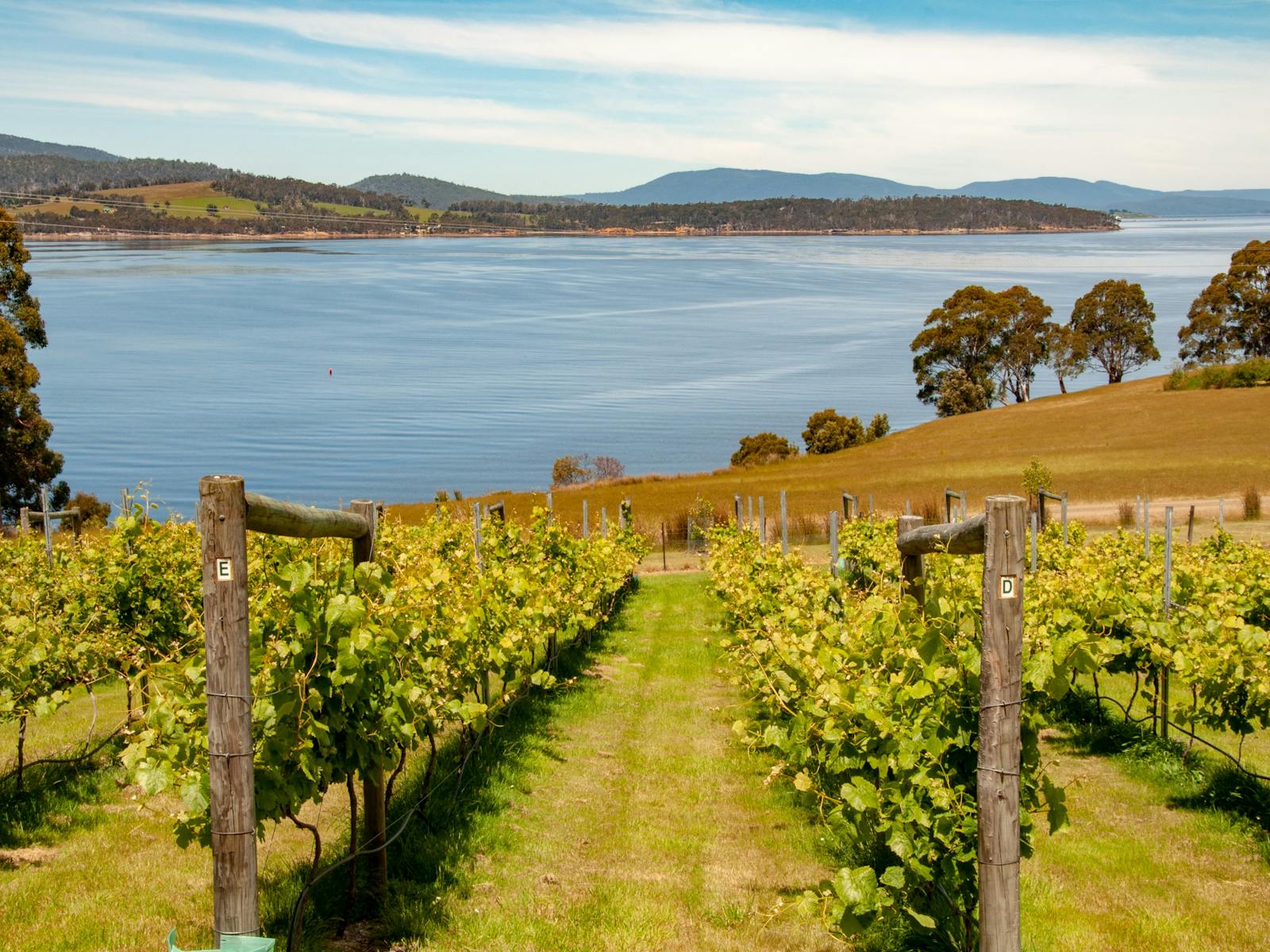 Farm pinot vineyard overlooking Cygnet bay and Bruny Island