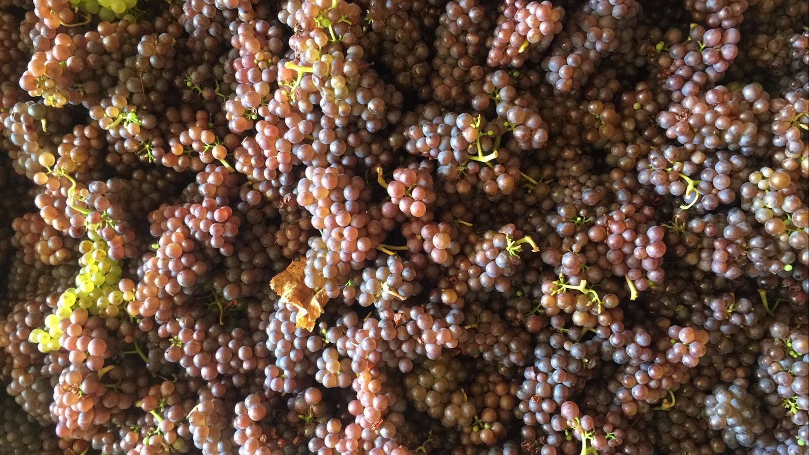 Cape Bernier Vineyard