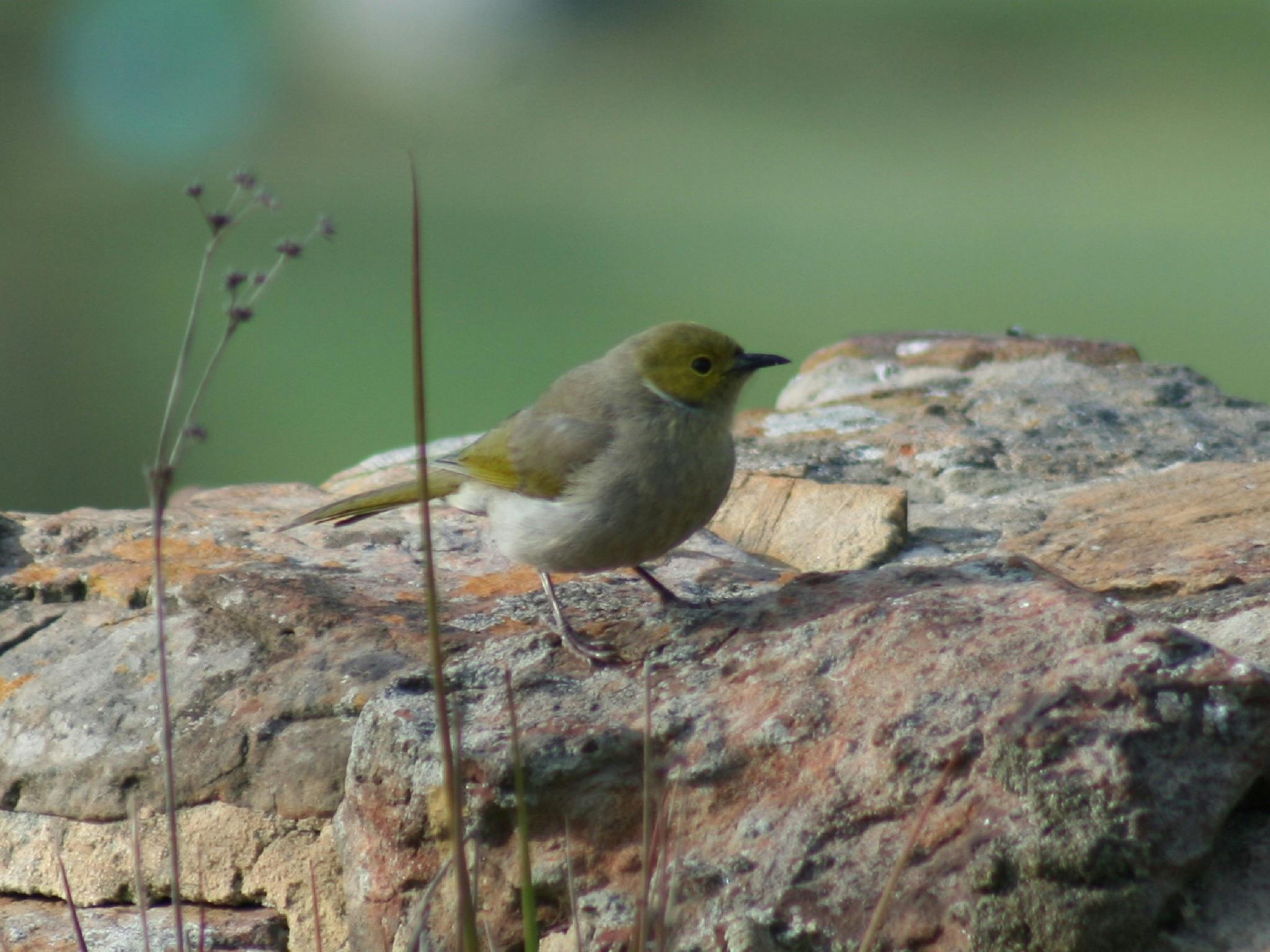 Bird