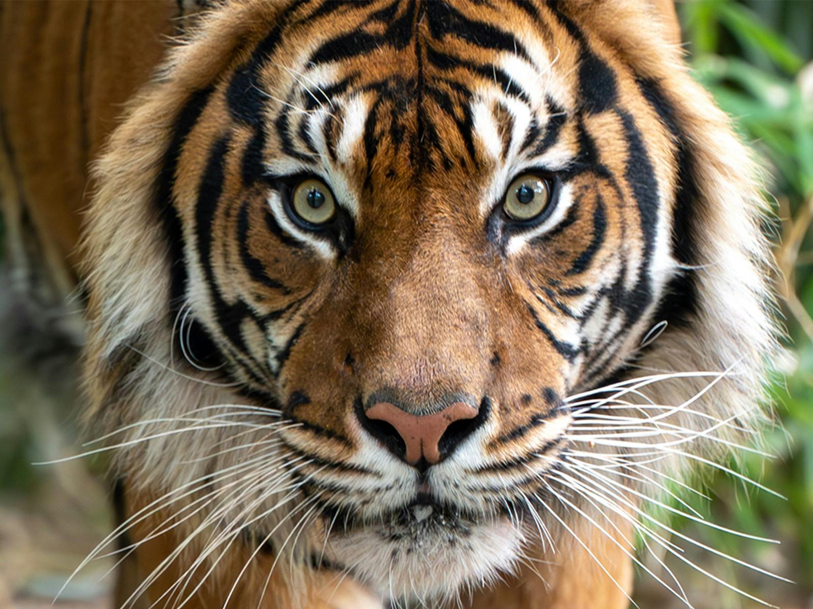 Tiger Encounter
