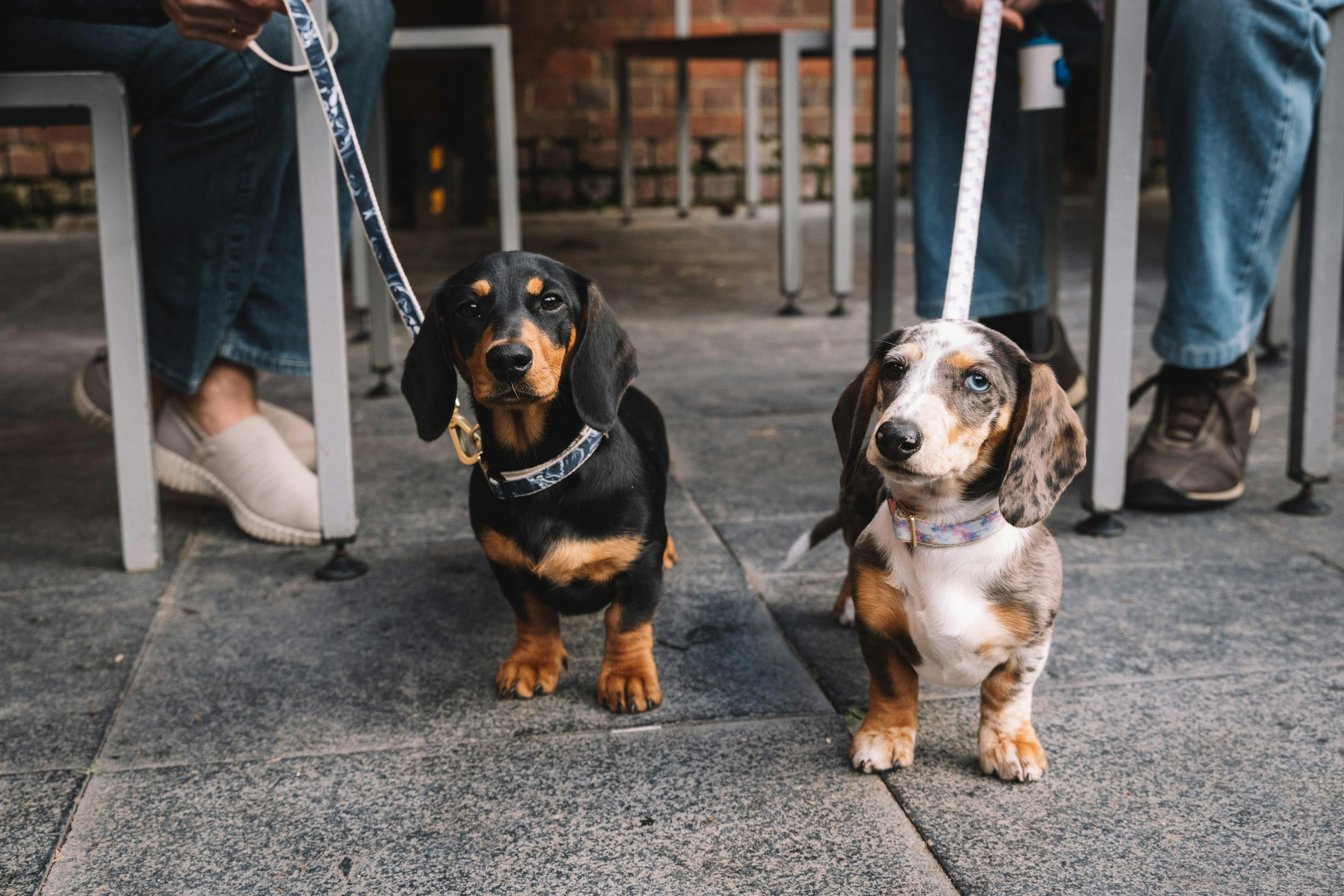 Two daschaunds sitting out in the beer garden