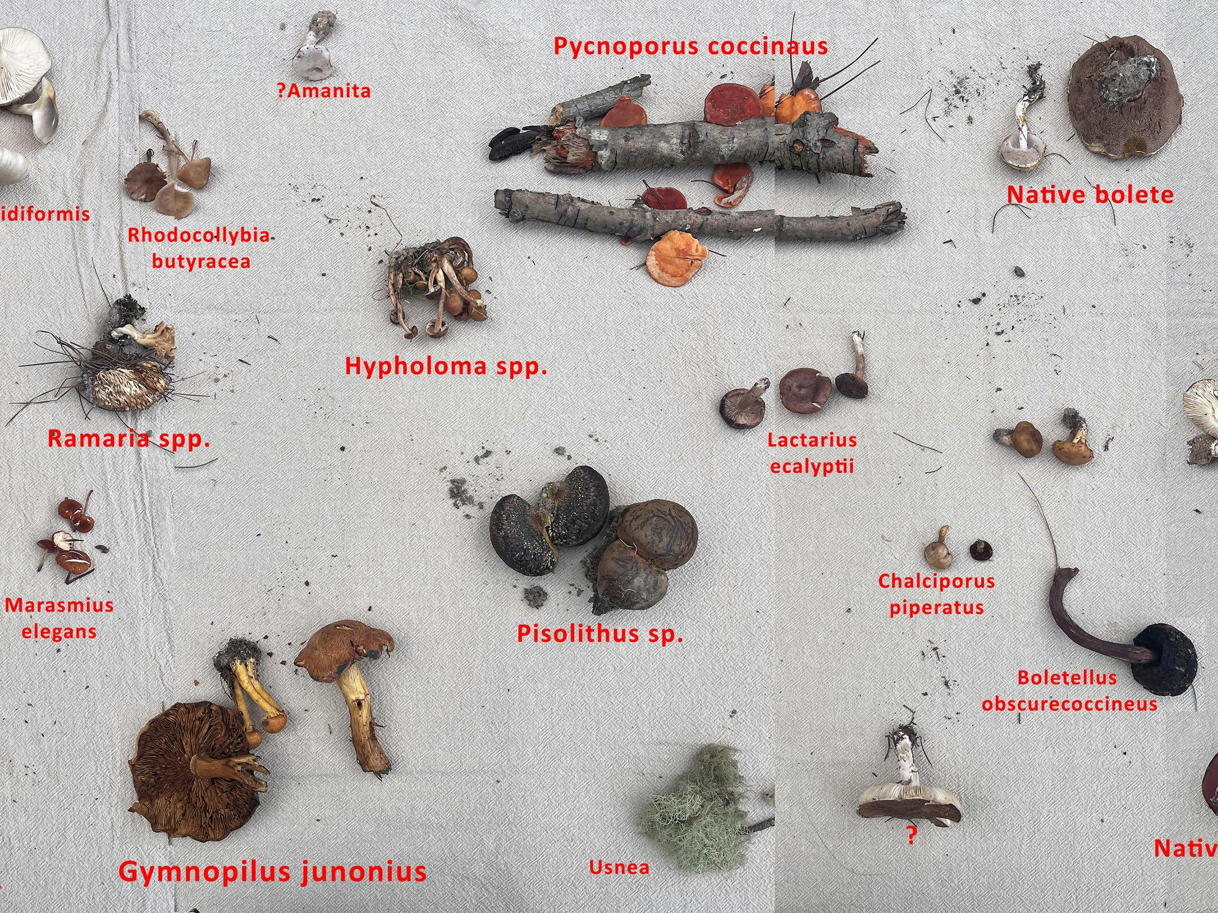 A table with a black tablecloth with several mushroom species displayed on it.