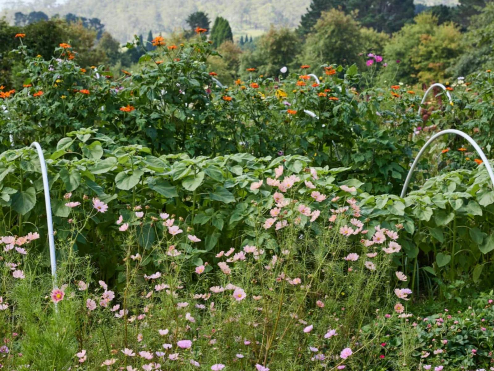 Oxley Hill Farm Flowers 4