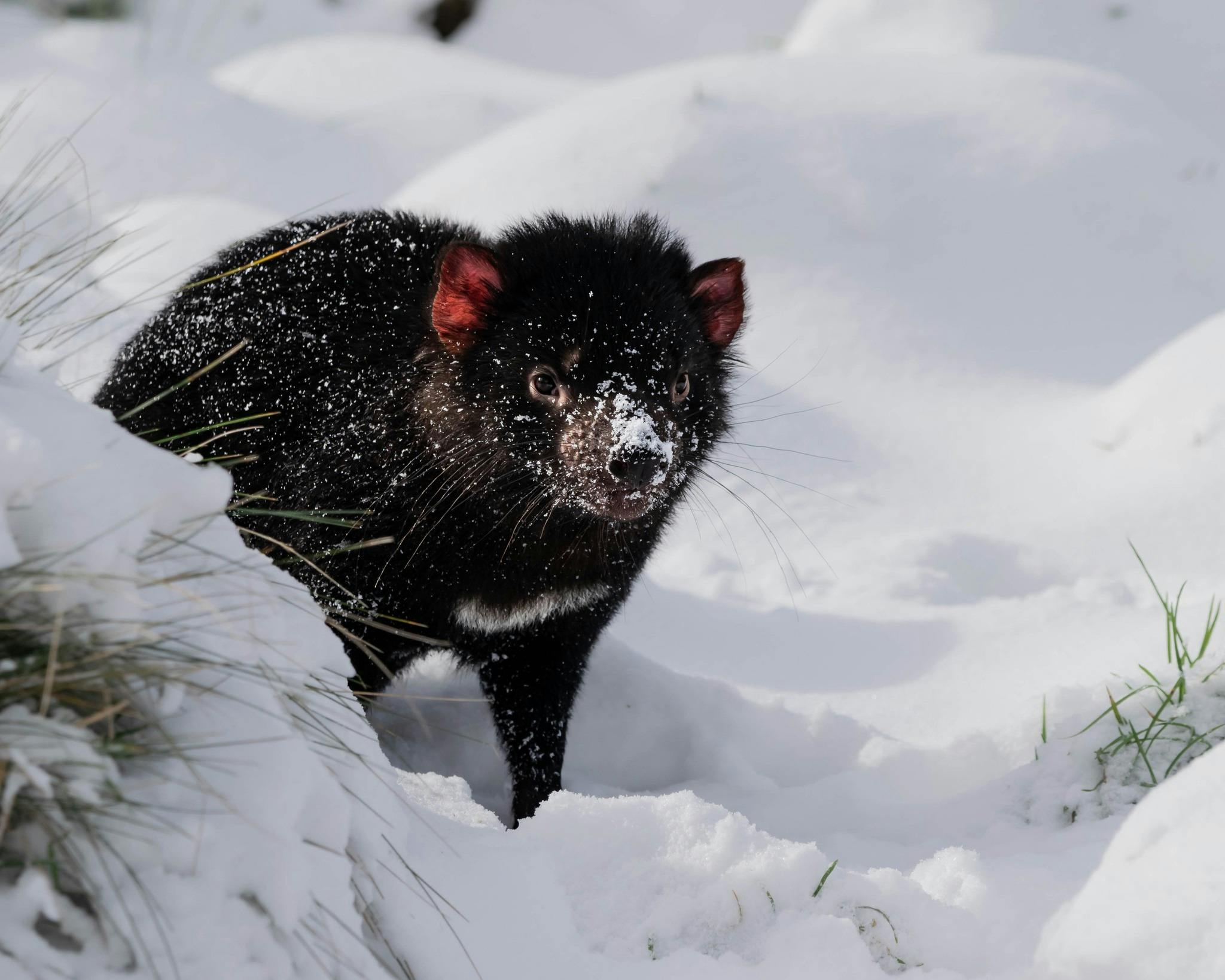 Tasmanian devil in snow