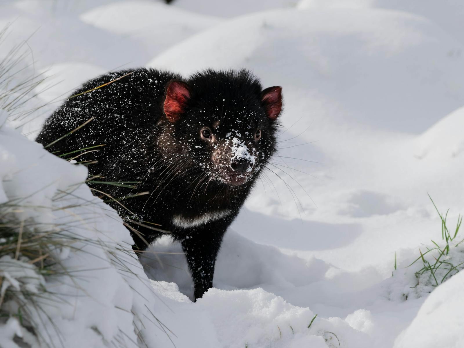 Tasmanian devil in snow
