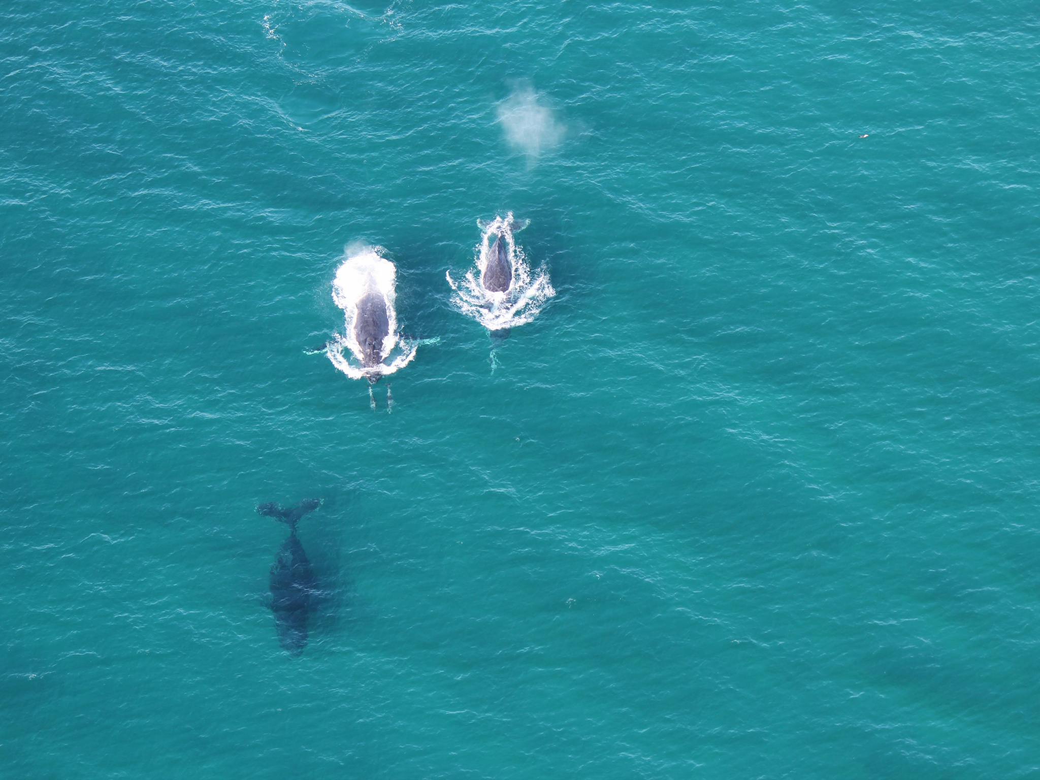 Whale Season 1