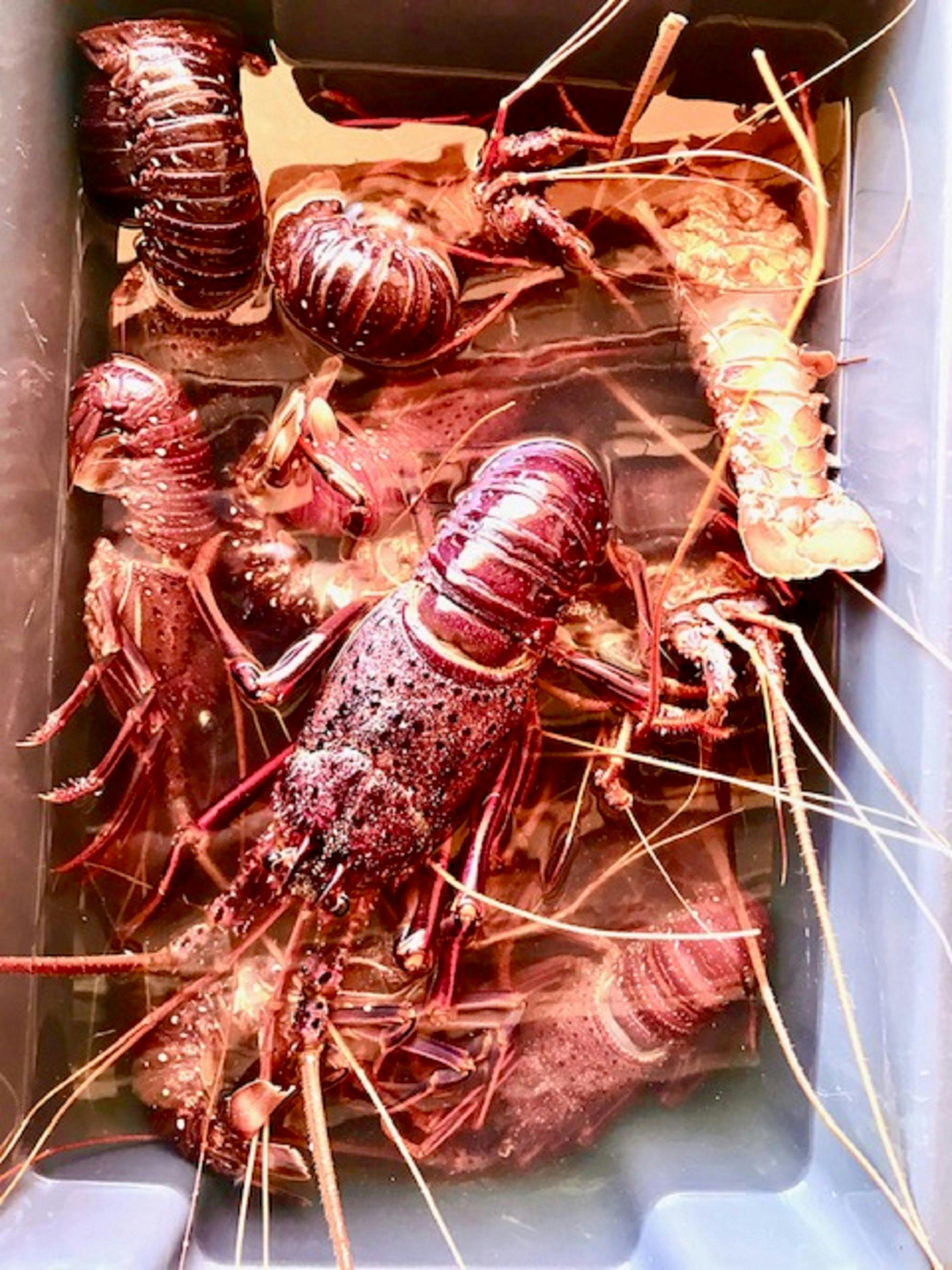 Kalbarri Rock Lobster Tours and Charter, Kalbarri, Western Australia